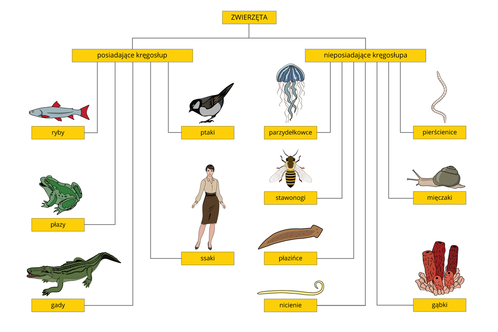 Ilustracja przedstawia schemat blokowy dotyczący podziału królestwa zwierząt. Od kategorii zwierzęta, odchodzi linia do nieposiadające kręgosłupa i posiadające kręgosłup, z tej kategorii odchodzi linia do czerwono‑niebieskiej, opływowej ryby, czarno‑brązowo‑szarego, niewielkiego ptaka, zielonej, małej żaby z podpisem płazy, ciemno‑zielonego, pociągłego krokodyla z podpisem gady i kobiety w szarej koszuli i brązowej spódnicy z podpisem ssaki. Z kategorii nieposiadające kręgosłupa odchodzi linia do niebieskiej meduzy z pociągłymi ramionami z podpisem parzydełkowce, różowej, podłużnej dżdżownicy z podpisem pierścienice, żółto‑czarnej, skrzydlatej pszczoły z podpisem stawonogi, ślimaka z brązową nogą i zieloną, spiralną muszlą z podpisem mięczaki, brązowego, podłużnego płazińca, długiego, cienkiego, żółtego nicienia oraz czerwonej, rurkowatej, podłużnej gąbki.