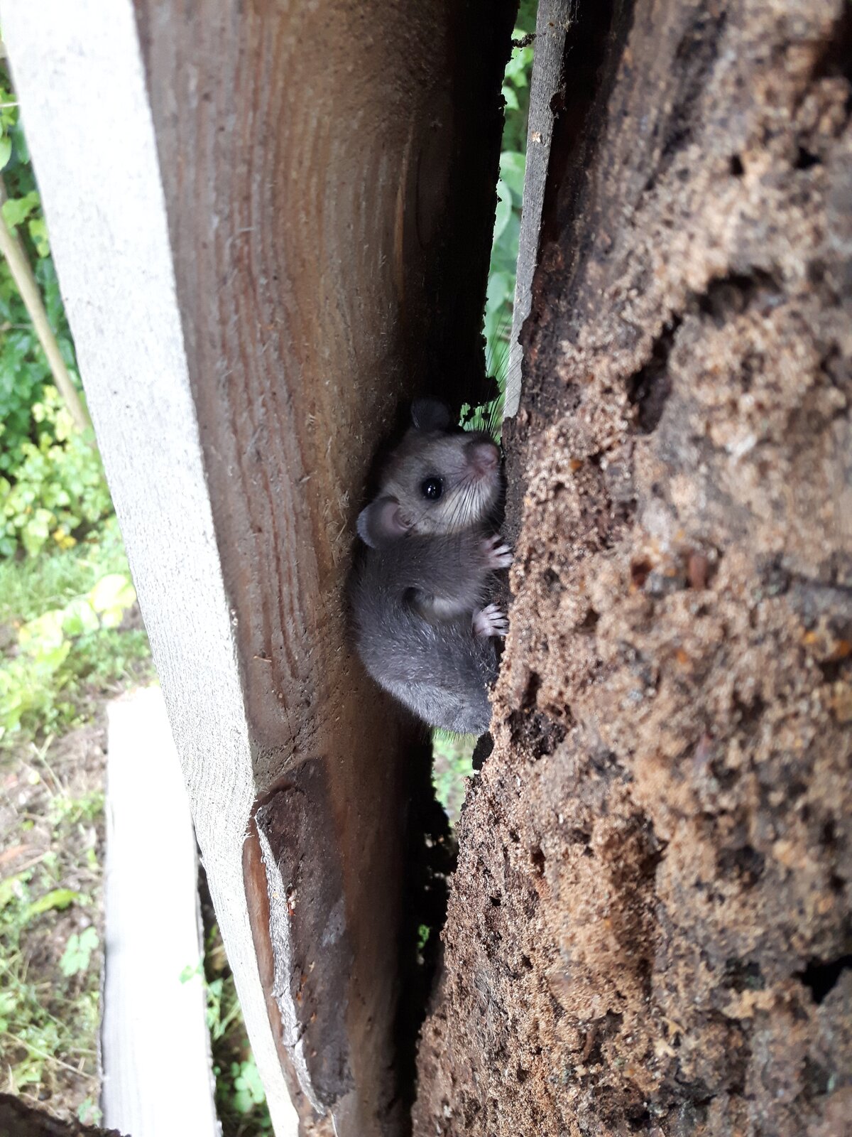 Zdjęcie przedstawia popielicę schowaną pod deską wewnątrz woliera. Gryzoń ma szare futro na grzbiecie, białe na brzuchu, stosunkowo duże zaokrąglone uszy, puszysty ogon i ciemne oczy.