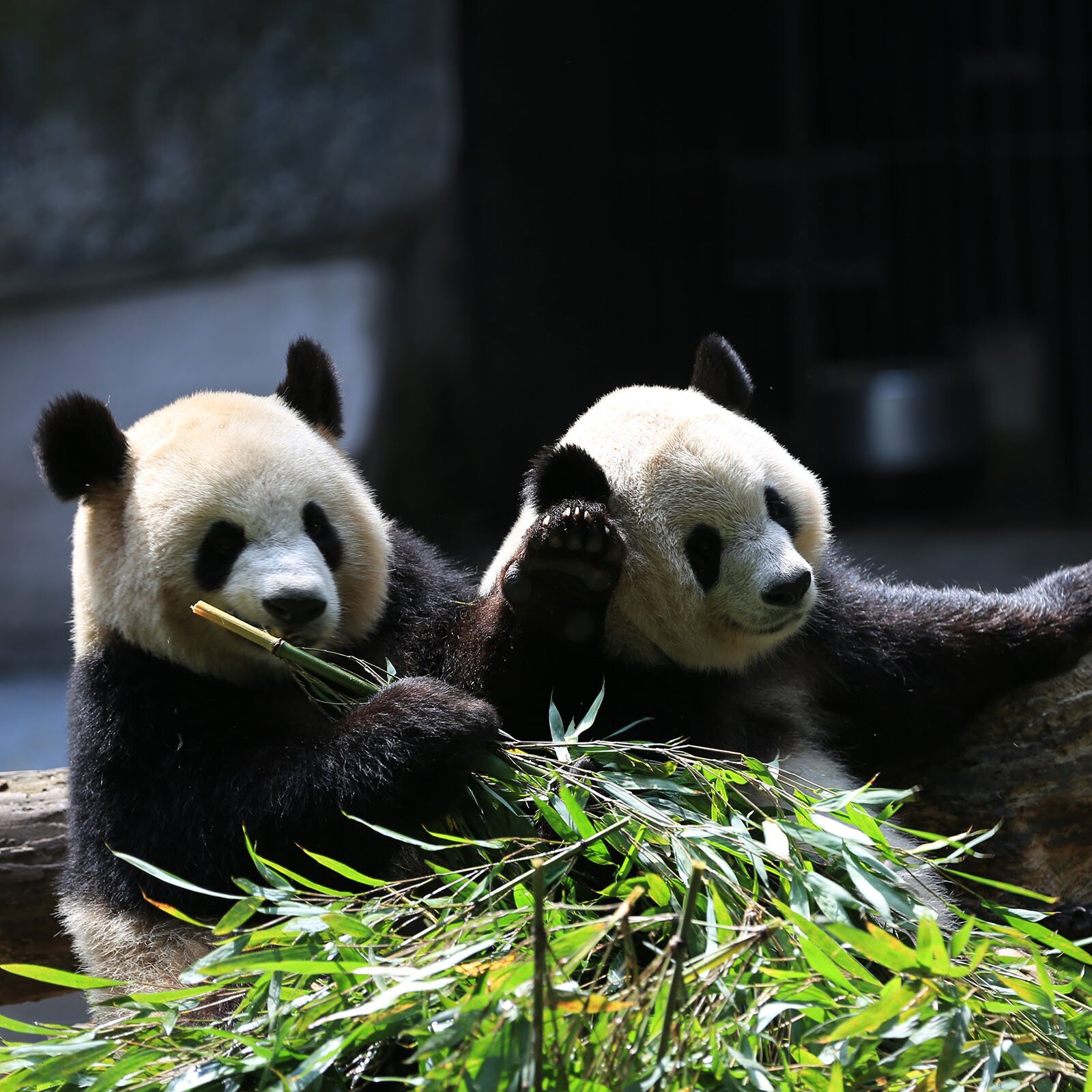 Zdjęcie przedstawia dwie pandy, siedzące przed stertą liści.
