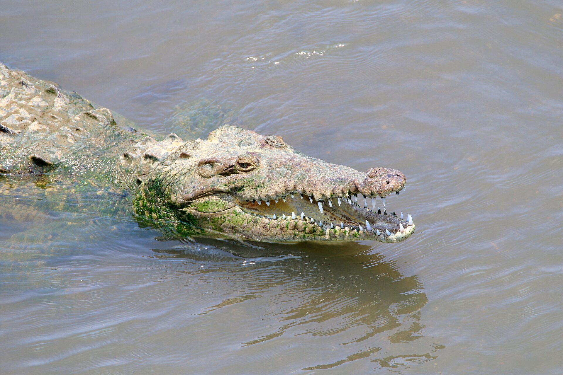 Zdjęcie przedstawia ślimaka winniczka poruszającego się po skalistej powierzchni. Posiada on żółto szarawe ciało, które pokryte jest przez ciemnobrązową, stożkowatą muszlę.