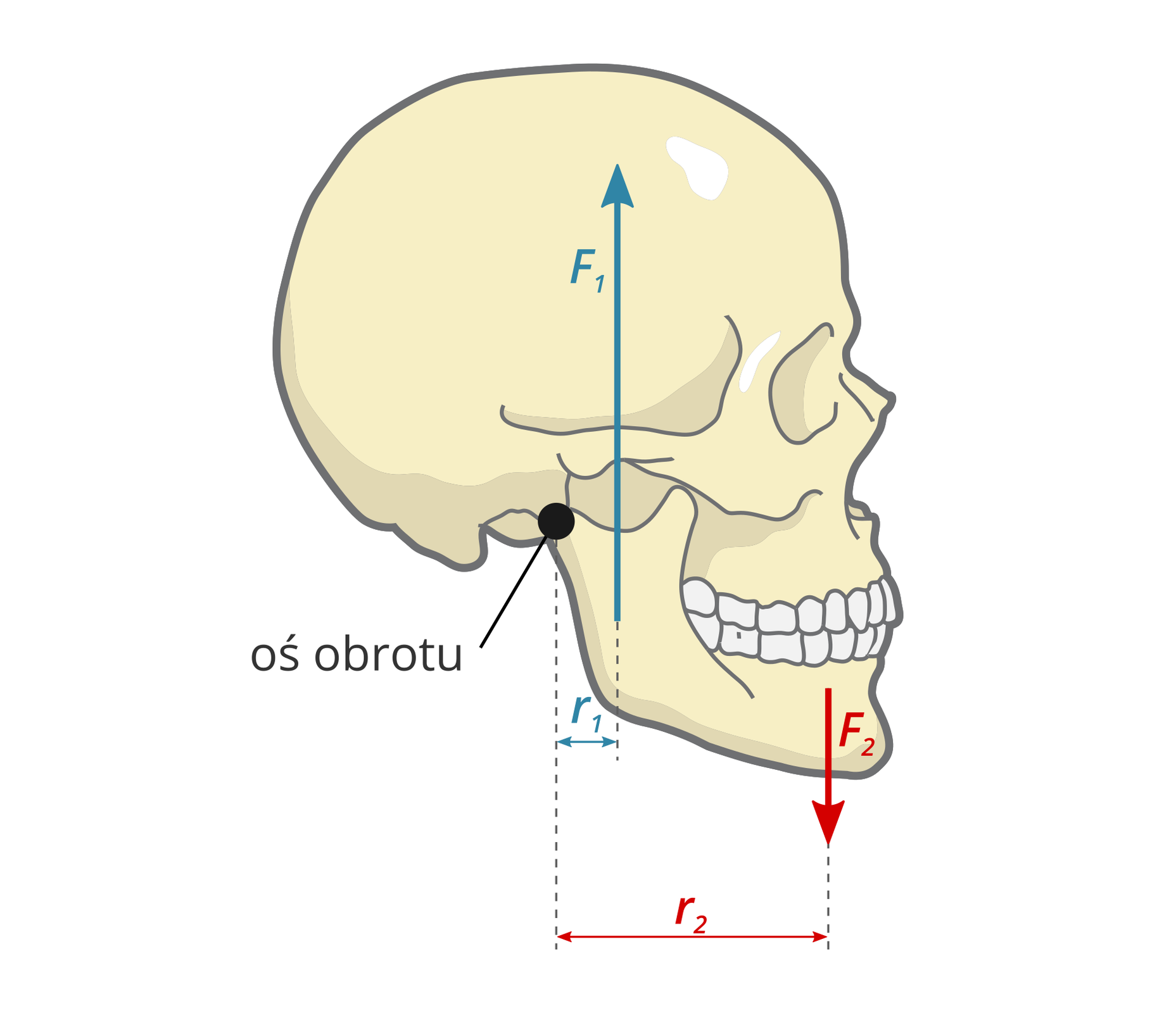 Rysunek przedstawia schemat czaszki ludzkiej z wyraźnie zaznaczoną żuchwą. U podstawy czaszki znajduje się czarny punkt podpisany: oś obrotu. Do dolnej szczęki z prawej strony przyłożona jest siła o nazwie: duża litera F, wskaźnik dolny 2, skierowana pionowo w dół; z lewej strony przyłożona jest siła o nazwie: duża litera F, wskaźnik dolny 1, skierowana pionowo w górę. Od osi obrotu do punktów przyłożenia sił zaznaczono ramiona działania sił o nazwach: mała litera r, wskaźnik dolny 1; mała litera r, wskaźnik dolny dwa.