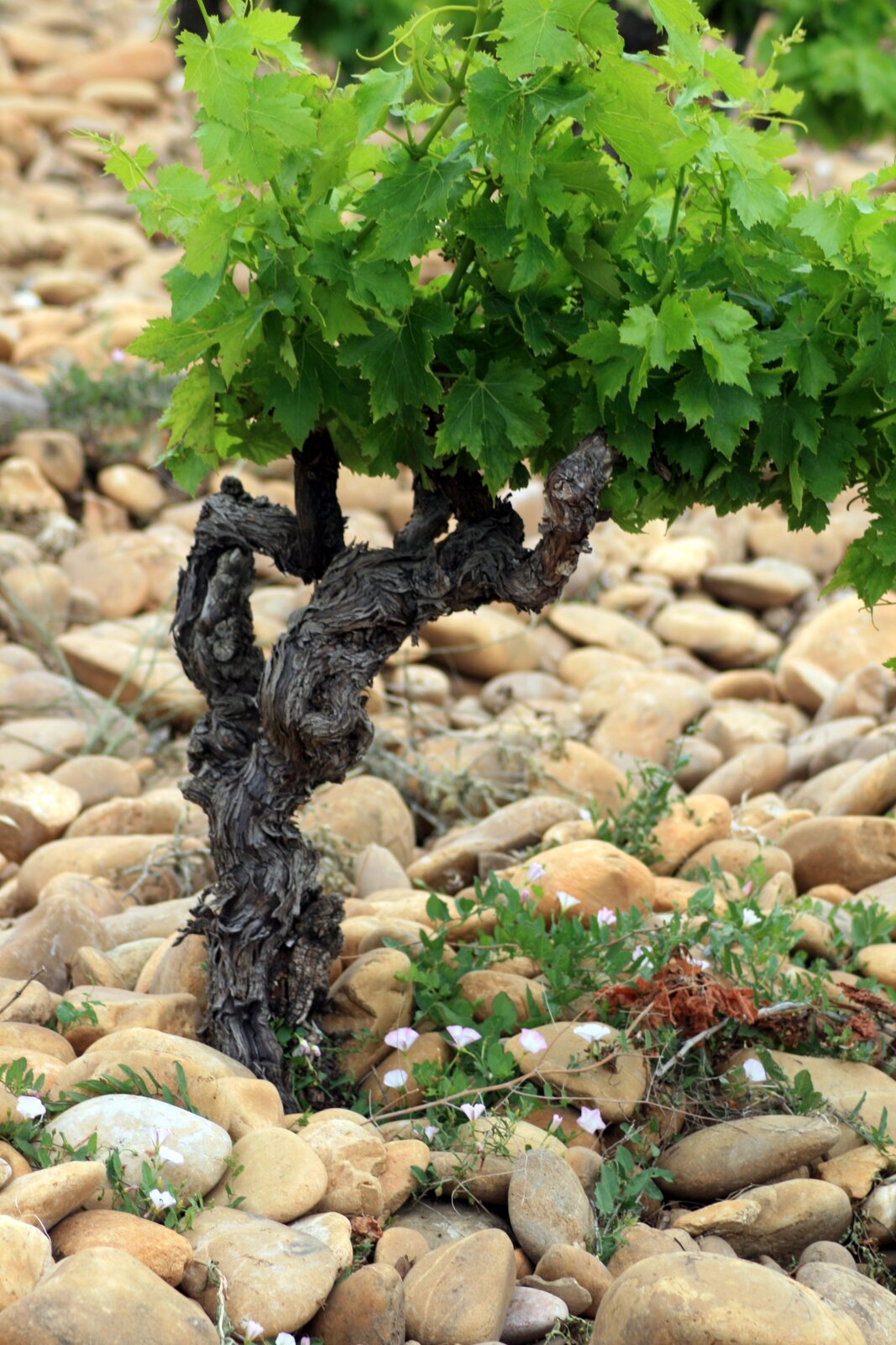 Otoczaki pokrywające powierzchnię winnicy