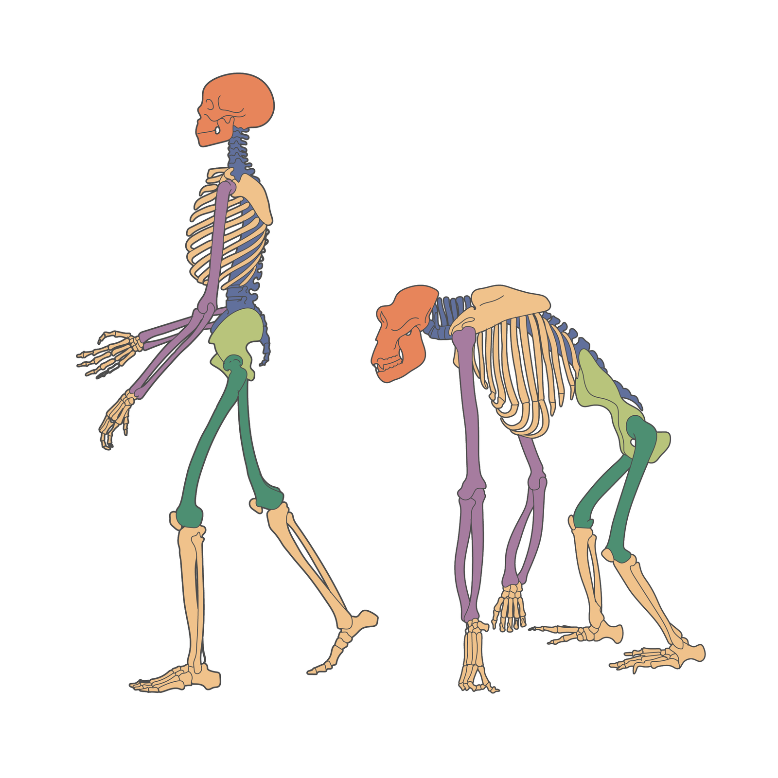 Ilustracja przedstawia szkielety człowieka i goryla. Szkielet człowieka jest wyprostowany i delikatny, goryla masywny i pochylony. Kolorem czerwonym zaznaczono czaszkę, niebieskim kręgosłup, pomarańczowym klatkę piersiową, dłonie, kość piszczelową, strzałkową i stopy, kolorem fioletowym ramię, kość łokciową i promieniową, kolorem zielonym miednicę, a kolorem ciemnozielonym kość udową.