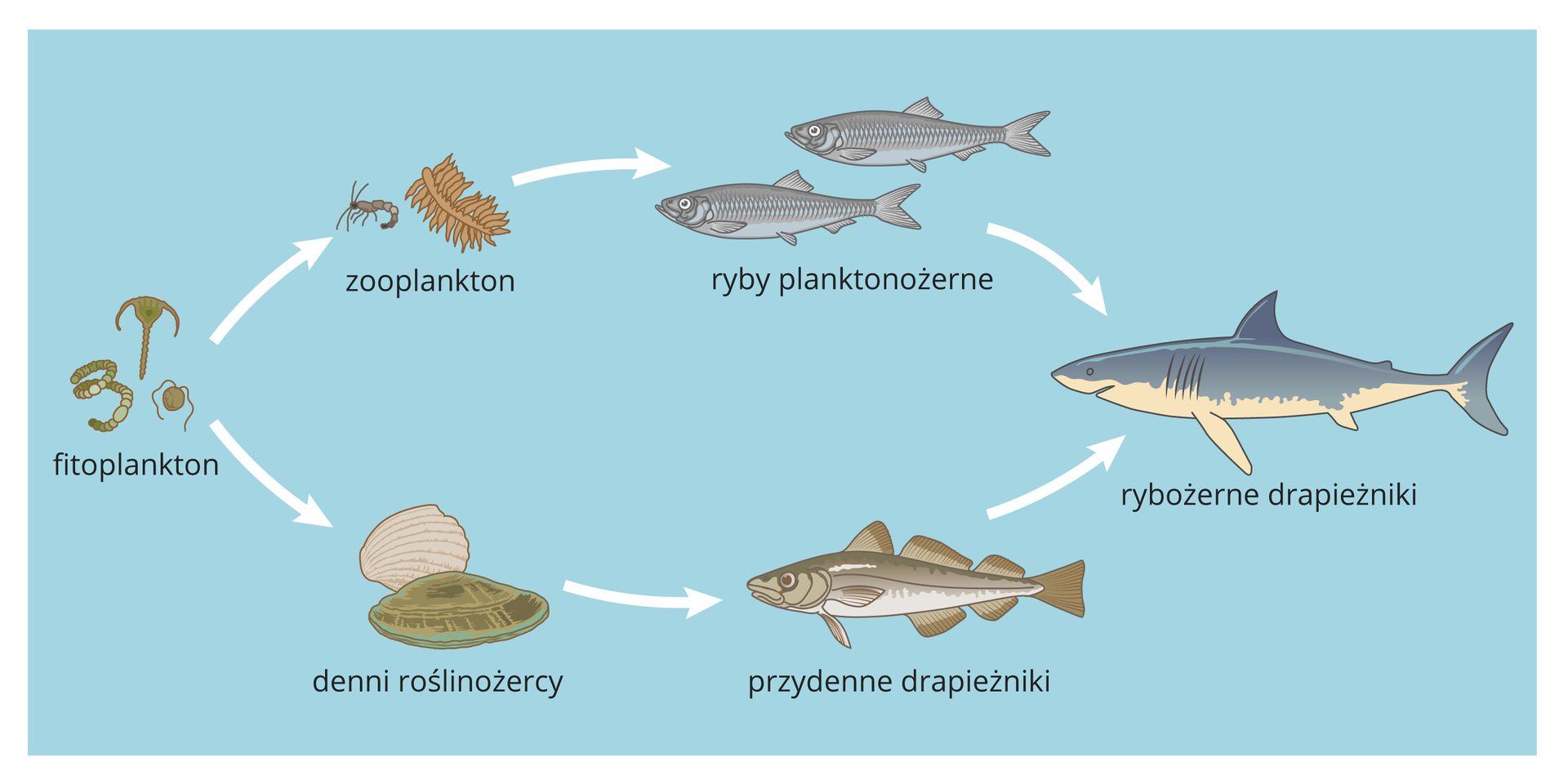 Ilustracja przedstawia schematycznie na błękitnym tle morza dwa łańcuchy pokarmowe z udziałem ryb. Białe strzałki oznaczają, co jest dla kogo pokarmem. Oba łańcuchy zaczynają się z lewej od zielonkawego fitoplanktonu. W górnym kolejne ogniwo to brązowy zooplankton, dalej dwie szare ryby planktonożerne i z prawej szaro – biały rekin jako przedstawiciel rybożerców. W dolnym łańcuchu drugim ogniwem są denni roślinożercy, na przykład małże. Są one pokarmem szaro – brązowego przydennego drapieżnika. On jest zjadany przez rybożercę.