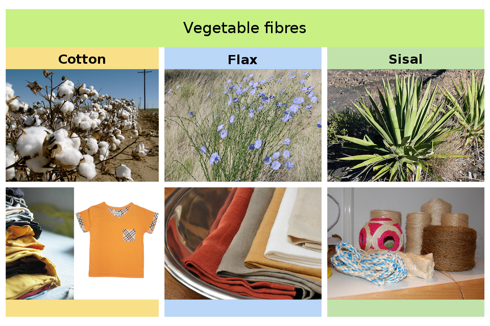 Ilustracja przedstawia włókna roślinne na przykładach ich wykorzystania. Bawełna (nazwa angielska: cotton) jest wykorzystywana do produkcji ubrań, co jest zobrazowane zdjęciem krzewów bawełny oraz zdjęciem ubrań. Len (nazwa angielska: flax) jest wykorzystywany do różnego rodzaju tkanin użytkowych, także ubrań. Len obrazuje zdjęcie kwiatów lnu oraz zdjęcie różnokolorowych lnianych tkanin. Sizal (nazwa angielska: sisal) wykorzystywana do nici, sznurów, twardych włókien. Sizal obrazuje zdjęcie agawy, z której to włókno jest pozyskiwane oraz zdjęcie kłębków nici i sznurków.