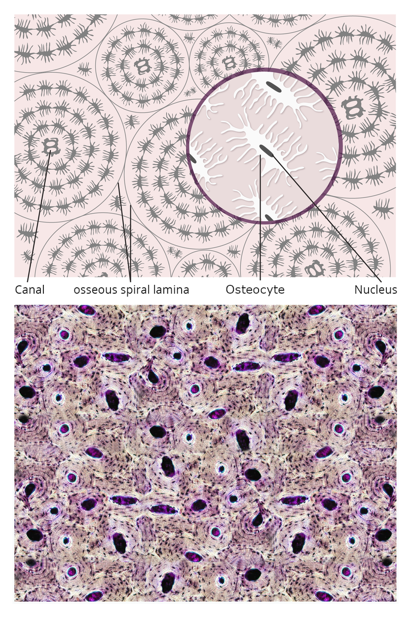 Ilustracja przedstawia tkankę kostną na dwóch ilustracjach jednej pod drugą. U góry schematyczny rysunek. Na jasnoróżowym tle zaznaczono koncentryczne szare okręgi, są to spiralne blaszki kostne (osseous spiral lamina). W centrum każdej blaszki znajduje się kanał (canal). Na powiększeniu rysunku ukazane jest zbliżenie na komórki kostne (osteocytes) tworzące spiralne blaszki kostne. W centrum komórki kostnej ciemnoszare jądra (nucleus). Mają kształt owali z licznymi wypustkami wokoło. Poniżej znajduje się obraz mikroskopowy tkanki kostnej. Na fioletowym tle ciemne owale to kanały, wokół nich koncentrycznie ciemne plamki – komórki kostne.