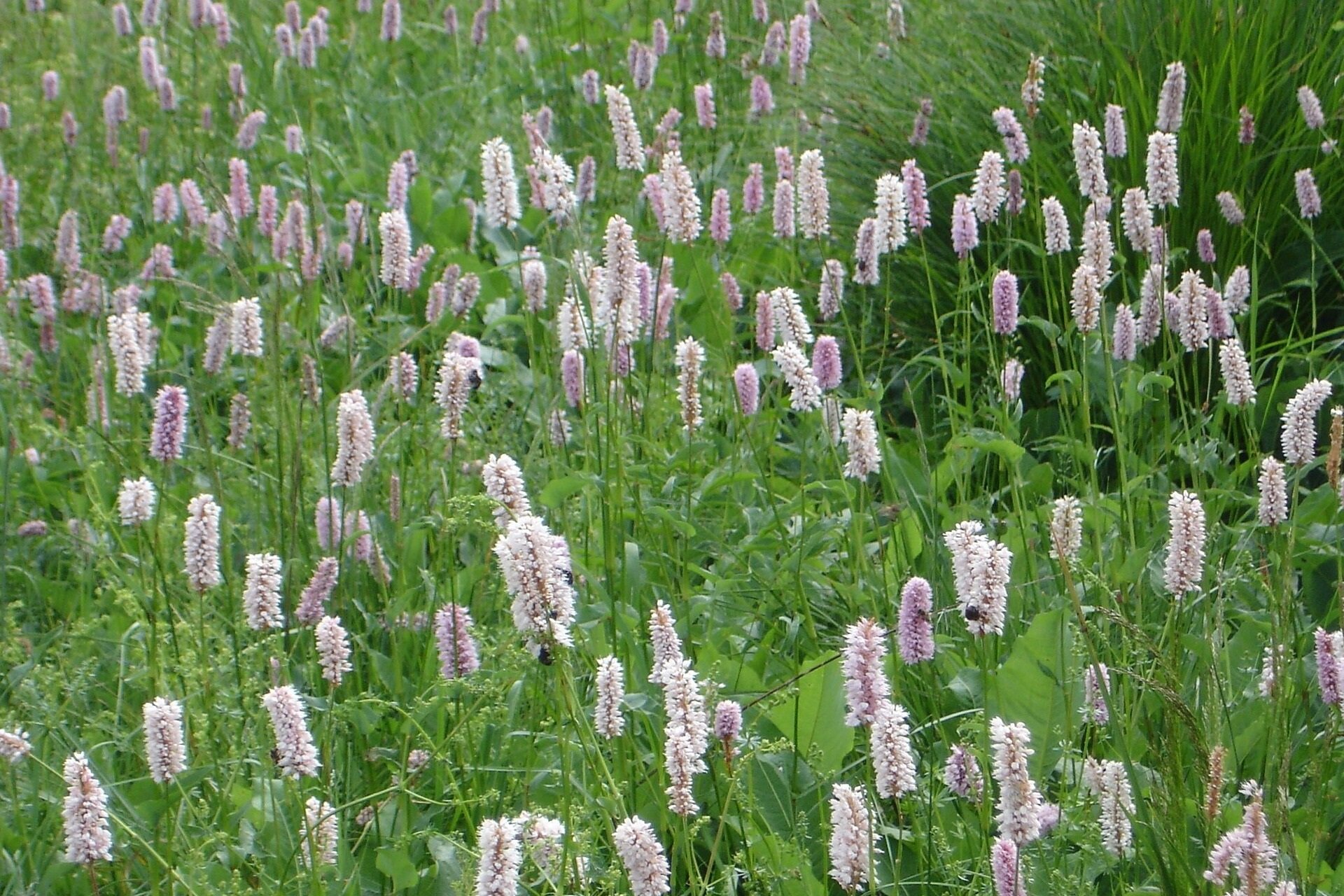 Grafika przedstawia łąkę porośniętą zieloną roślinnością, z której przebijają się białe i bladoróżowe kłosokształtne kwiatostany.  