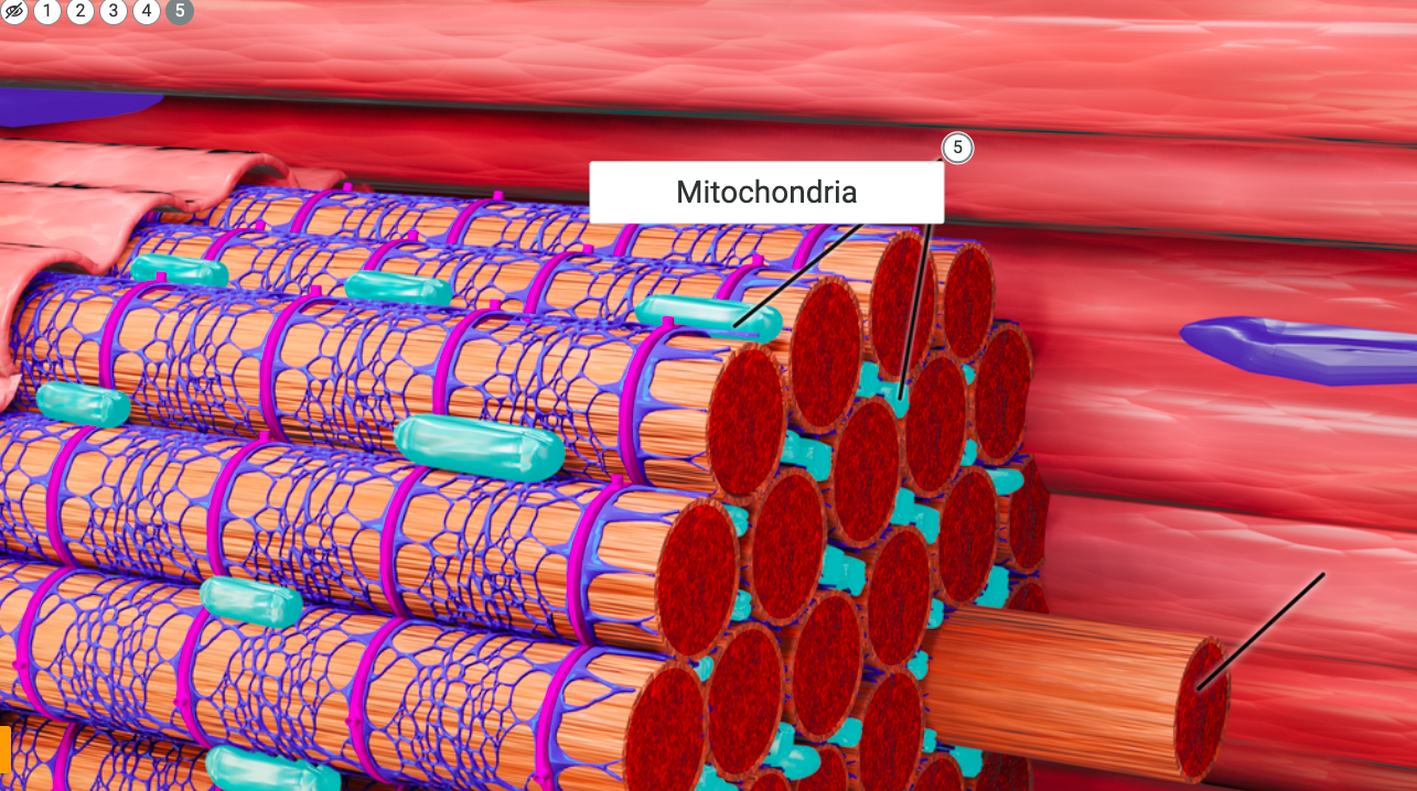 Grafika przedstawia włókna mięśniowe w przybliżeniu. Widoczne są pojedyncze włókna o kształcie walca zbite w pęczek. Pomiędzy włóknami widoczne są fioletowe plamki - jądra komórkowe. Połowa pęczka opleciona jest fioletowo‑różową siatką – siateczka sarkoplazmatyczna.  Pomiędzy włóknami w pęczku widoczne są błękitne owalne struktury – mitochondria. Na zdjęciu umieszczone jest kółko z cyfrą pięć oraz prostokąt z białym tłem z podpisem "Mitochondria".  