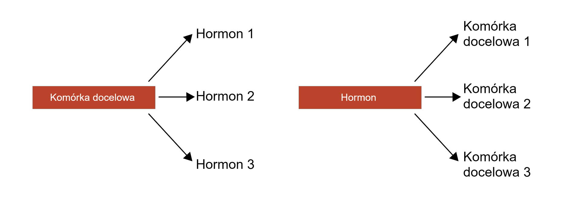 Dwa schematy obok siebie. W pierwszym z nich od napisu KOMÓRKA DOCELOWA prowadza trzy oddzielne strzałki do napisów: hormon 1, hormon 2, hormon 3. Na drugim schemacie  od napisu HORMON poprowadzono trzy odrębne strzałki do napisów: komórka docelowa 1, komórka docelowa 2, komórka docelowa 3.  