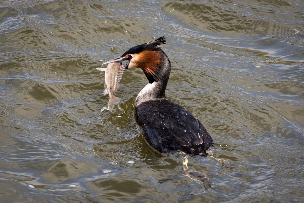 Fotografia przedstawia ptaka (perkoza dwuczubego) pływającego po jeziorze z rybą w dziobie. Ptak ma czarne pióra, białą plamę na szyi i stojący czubek na głowie.