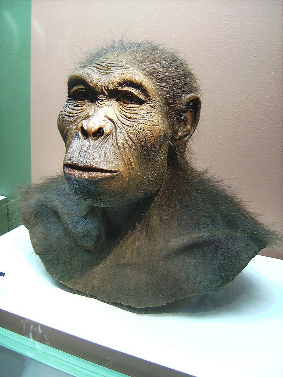 Fotografia przedstawia zrekonstruowany model popiersia Homo habilis. Jego ciało pokryte jest gęstą, czarną sierścią, na twarzy znajduje się para brązowych oczu, płaskie nozdrza, a także wysunięte do przodu szczęki z zamkniętymi ustami. Z boku głowy posiada okrągłe uszy. Twarz Homo habilis przypomina nieco twarz ludzką, a także twarz małpy człekokształtnej. 
