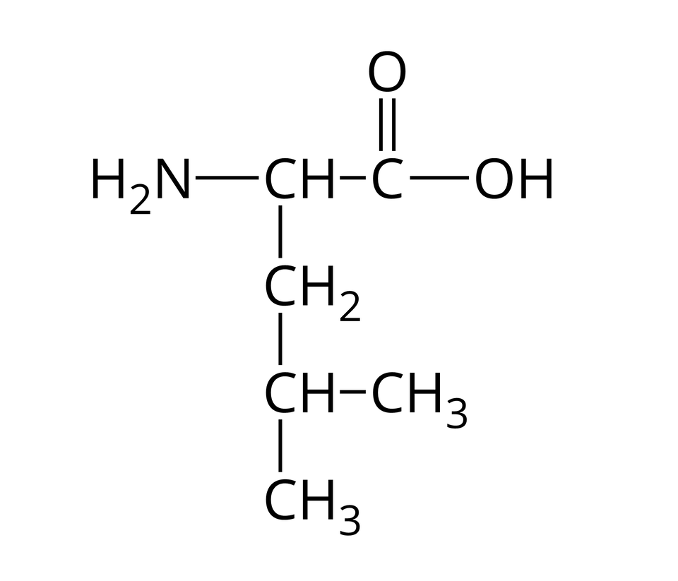 Wzór półstrukturalny leucyny. Do grupy H indeks dolny, dwa, koniec indeksu dolnego, N z prawej strony przyłączona jest grupa C H. Od niej odchodzą dwa wiązania pojedyncze. Pierwsze skierowane jest w prawo do atomu węgla. Od niego odchodzą dwa wiązania: podwójne w górę, prowadzące do atomu tlenu i pojedyncze w prawo do grupy O H. Drugie wiązanie odchodzące od grupy C H skierowane jest w dół i łączy się z grupą C H indeks dolny, dwa, koniec indeksu dolnego. Odchodzi od niej pojedyncze wiązanie w dół do grupy C H. Od niej poprowadzone są dwa wiązania pojedyncze do grup C H indeks dolny, trzy, koniec indeksu dolnego: w prawo oraz w dół.