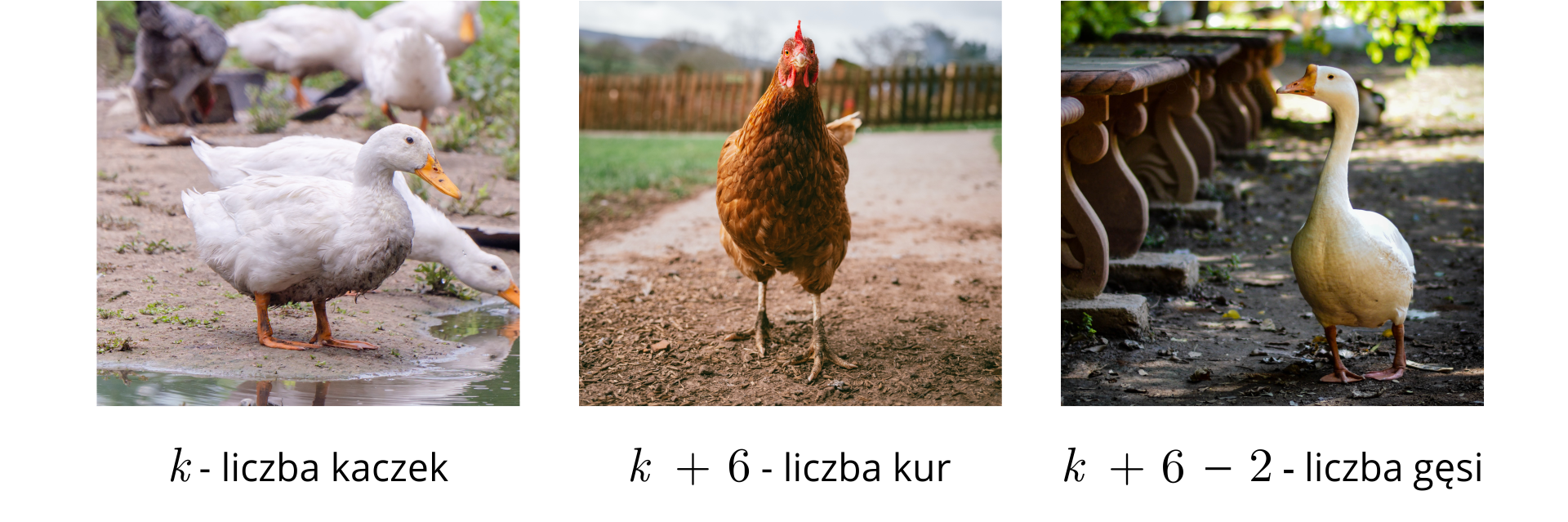 Ilustracja przedstawia kolejno kaczkę, kurę i gęś.