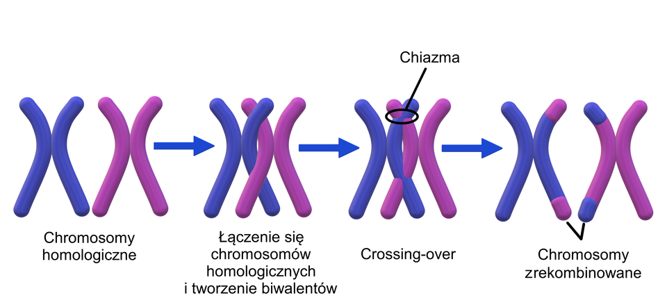 ilustracja przedstawia przebieg procesu crossing‑over. Na początku procesu jest para chromosomów homologicznych - jeden chromosom jest niebieski, drugi różowy. W górnej części mają krótsze ramiona, w dolnej dłuższe. Następnie dochodzi do łączenia się chromosomów homologicznych i tworzenia biwalentów. Dwa chromosomy zbliżają się do siebie. Następuje crossing‑over - chromosomy - ich wewnętrzne ramiona częściowo się przenikają - wymieniając fragmenty na końcach ramion. Połączenie w miejscu, w którym doszło do wymiany odcinków chromatyd pomiędzy chromosomami homologicznymi nazywane jest chiazmą. W efekcie powstają zrekombinowane chromosomy - i tak chromosom niebieski na ramionach po jego prawej stronie ma różowe końcówki, a chromosom różowy na ramionach po lewej stronie ma niebieskie końcówki. 