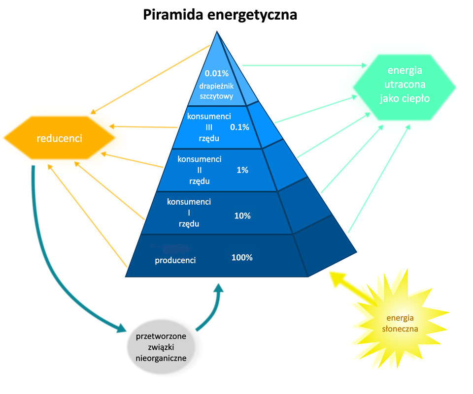 Schemat przedstawia piramidę energetyczną. Jest podzielona na pięć poziomów. Opis od dołu piramidy: producenci, 100%; konsumenci pierwszego rzędu 10%, konsumenci drugiego rzędu 1%, konsumenci trzeciego rzędu 0,1%, drapieżnik szczytowy 0,01%. Od wszystkich poziomów piramidy poprowadzono strzałki skierowane do napisu po lewej stronie piramidy: reducenci. Od reducentów jest strzałka w dół do napisu: przetworzone związki nieorganiczne, a od nich strzałka kieruje się w stronę dołu piramidy. Po prawej stronie ilustracji, blisko prawego narożnika, jest napis: energia słoneczna. Strzałka jest skierowana w stronę podstawy piramidy. Po prawej stronie piramidy jest napis: energia utracona jako ciepło. Skierowane są w jego stronę strzałki z wszystkich poziomów piramidy.