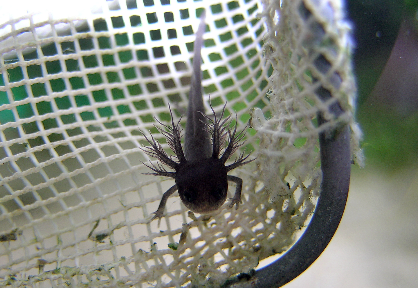 Kijanka traszki chińskiej z wyraźnie widocznymi skrzelami zewnętrznymi. Kijanka ma duża głowę, tuż za nią ogon. Posiada parę kończyn przednich. Skrzela pierzaste, rozgałęzione, wyrastają po trzy symetrycznie po prawej i lewej stronie tylnej części głowy.   