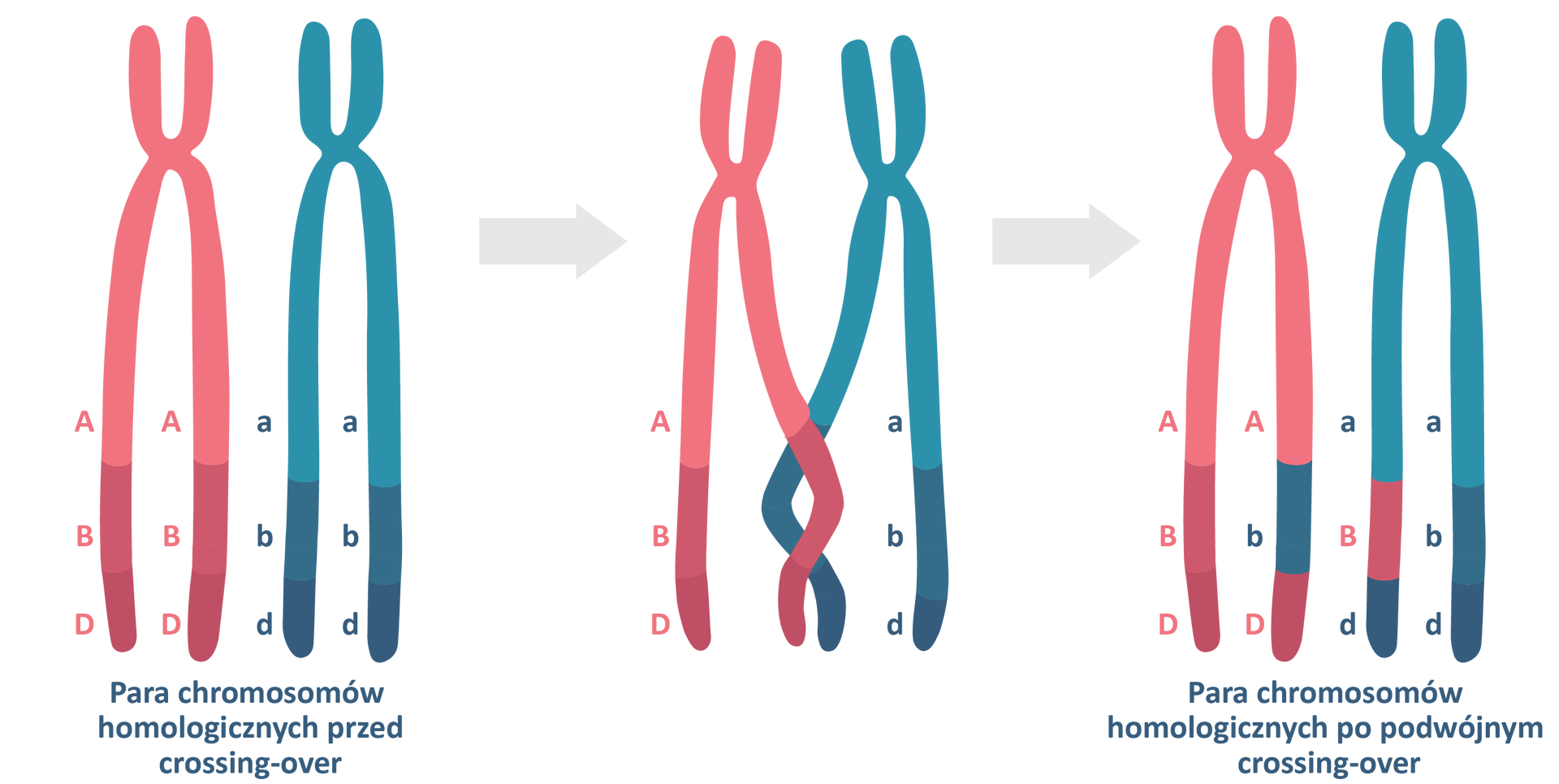 Grafika przedstawia parę chromosomów homologicznych, które przypominają kształtem literę x, i ich budowę przed i po crossing‑over. Para ta składa się z różowego chromosomu, który w dolnej części ramion ma zapisane oznaczenie duże A dwa duże B dwa duże D oraz niebieskiego chromosomu, który w dolnej części ramion ma zapisane oznaczenie małe a małe b małe d. W drugim etapie dolne części ramion chromosomu różowego i niebieskiego zbliżają się do siebie, w efekcie czego w trzecim etapie po podwójnym crossing‑over dochodzi do wymiany większego fragmentu chromosomu. W wyniku tego procesu mamy chromosom różowy, którego jedno dolne ramię jest różowe i oznaczone duże A duże B duże D i drugie ramię jest dwubarwne: różowe oznaczone dużym A, z niebieskim fragmentem małe b i ponownie różowym fragmentem końcowym duże D. Znajdujący się obok chromosom niebieski posiada z kolei jedno dolne ramię dwukolorowe: niebieskie małe a, różowe duże B i końcowe małe niebieskie d. Drugie ramię niebieskie oznaczone jest małe a, małe b i małe d.