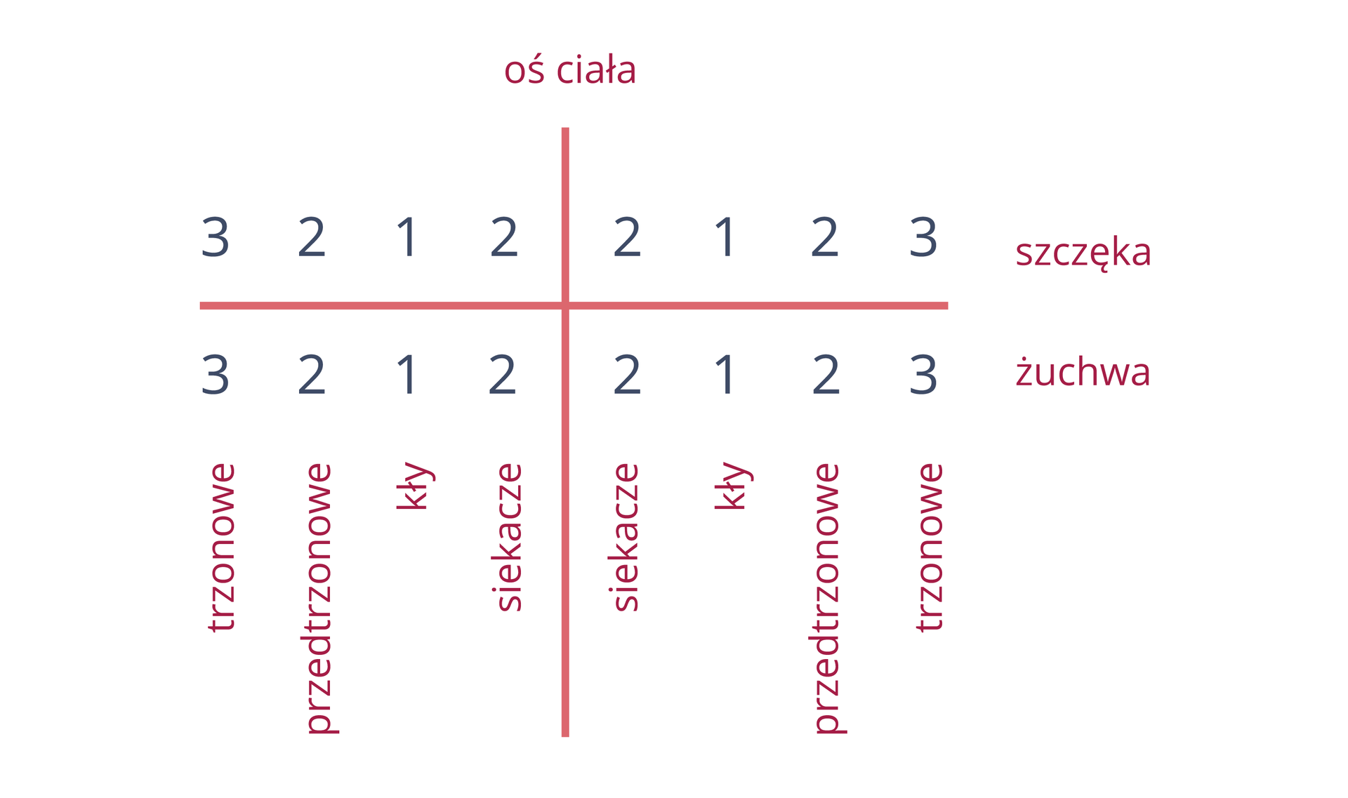 Ilustracja przedstawia wzór zębowy dorosłego człowieka. Wzór ten jest podzielony na cztery ćwiartki przez linię pionową stanowiąca oś ciała oraz linię poziomą oddzielającą szczękę od żuchwy. W każdej ćwiartce zaznaczono liczbę zębów danego rodzaj: 3 trzonowe, 2 przedtrzonowe, po jednym kle oraz 2 siekacze.