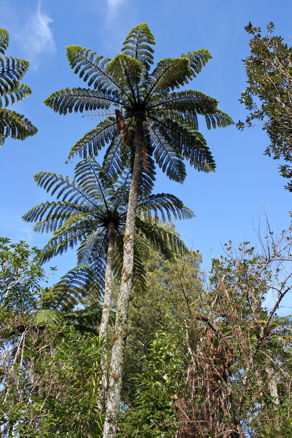 Zdjęcie przedstawia wysoką paproć drzewiastą Cyathea medullaris. Wykonane jest z dołu, widać na nim długi, prosty pień rośliny uwieńczony wielkimi postrzępionymi liśćmi. Paproć w swoim kształcie przypomną palmę. Poniżej korony inne, niższe krzewy i drzewa, w tle błękitne niebo.