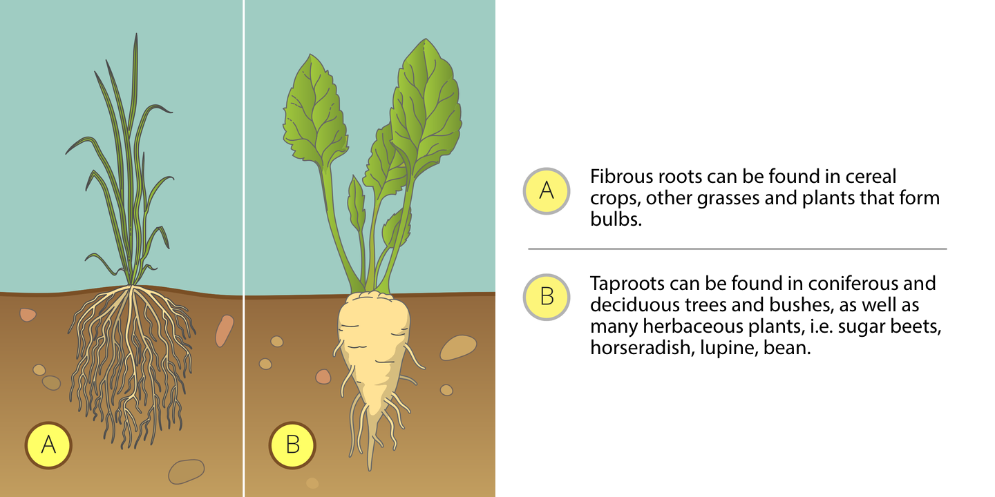 Ilustracja przedstawia dwie rośliny obok siebie na tle, symbolizującym atmosferę i glebę. Pierwsza z lewej ma długie, wąskie ciemnozielone liście i wiązkę białych korzeni, oznaczoną literą A. Druga ma duże, jajowate, jasnozielone liście i gruby, biały korzeń, oznaczony literą B. Obok znajdują się opisy korzeni: A- Fibrous roots can be found in cereal crops, other grasses and plants that form bulbs.B- Taproots can be found in coniferous and deciduous trees and bushes, as well as many herbaceous plants, i.e. sugar beets, horseradish, lupine, bean.