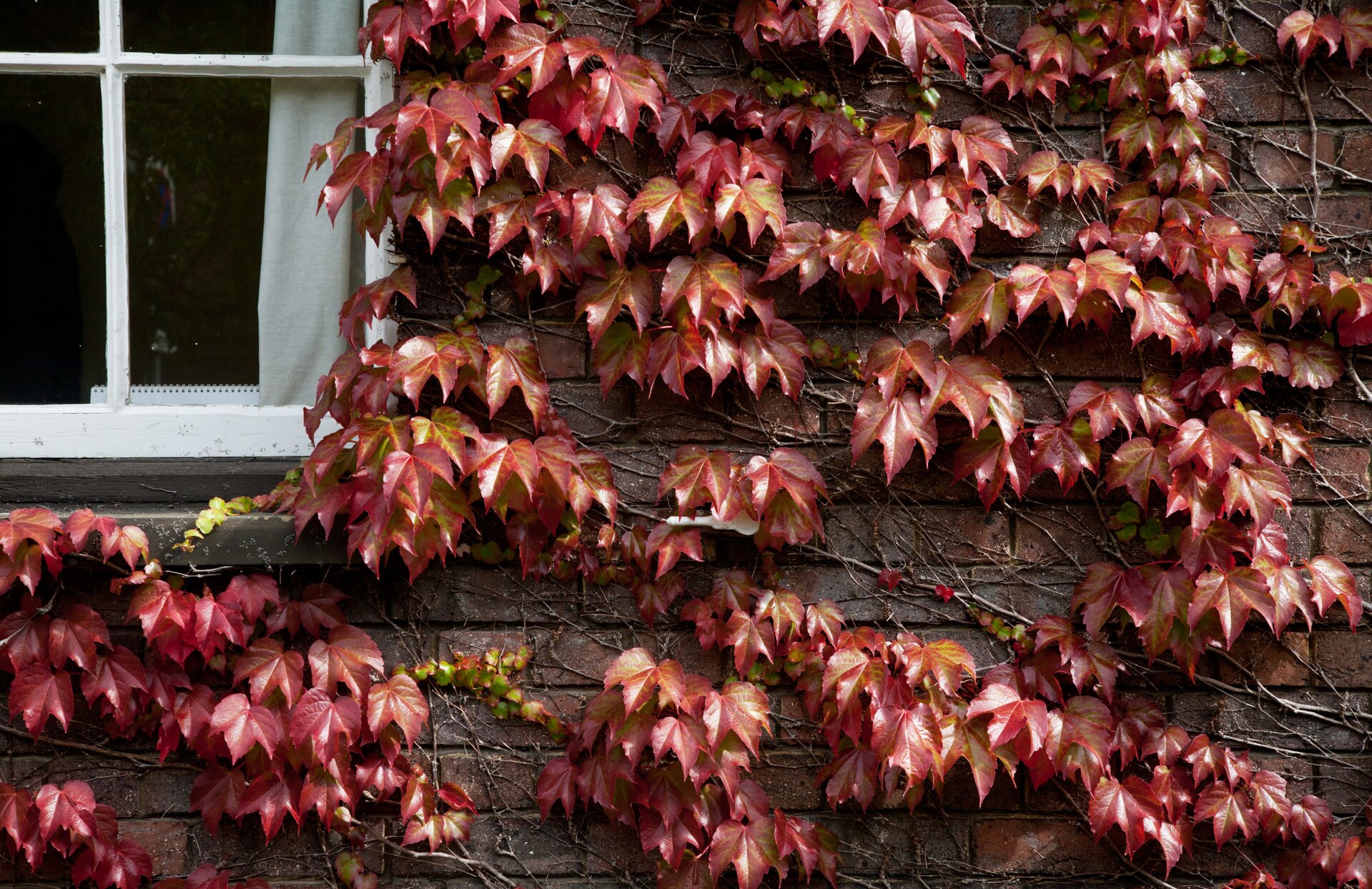 Fotografia przedstawia ścianę budynku, po której wspina się roślina o czerwonych, klapowanych liściach. To winobluszcz. Jego szare łodygi są ściśle przyczepione do ściany.