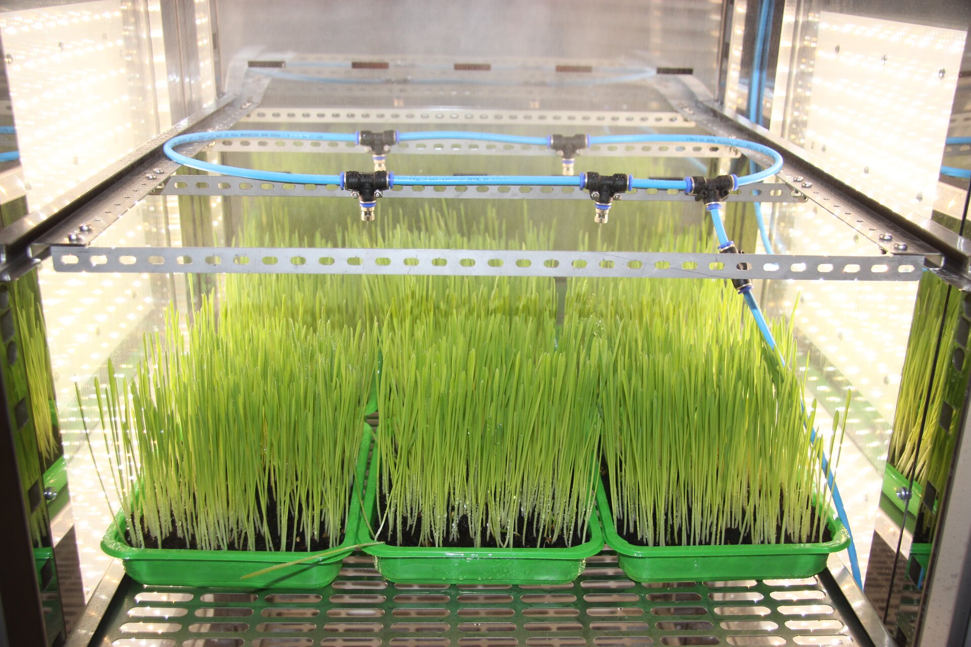 Zdjęcie przedstawia komorę fitotronu. Widocznych jest kilka zielonych sadzonek rosnących w niskich pojemnikach. Komora to niewielka przestrzeń, a po jej bokach znajdują się lampy.