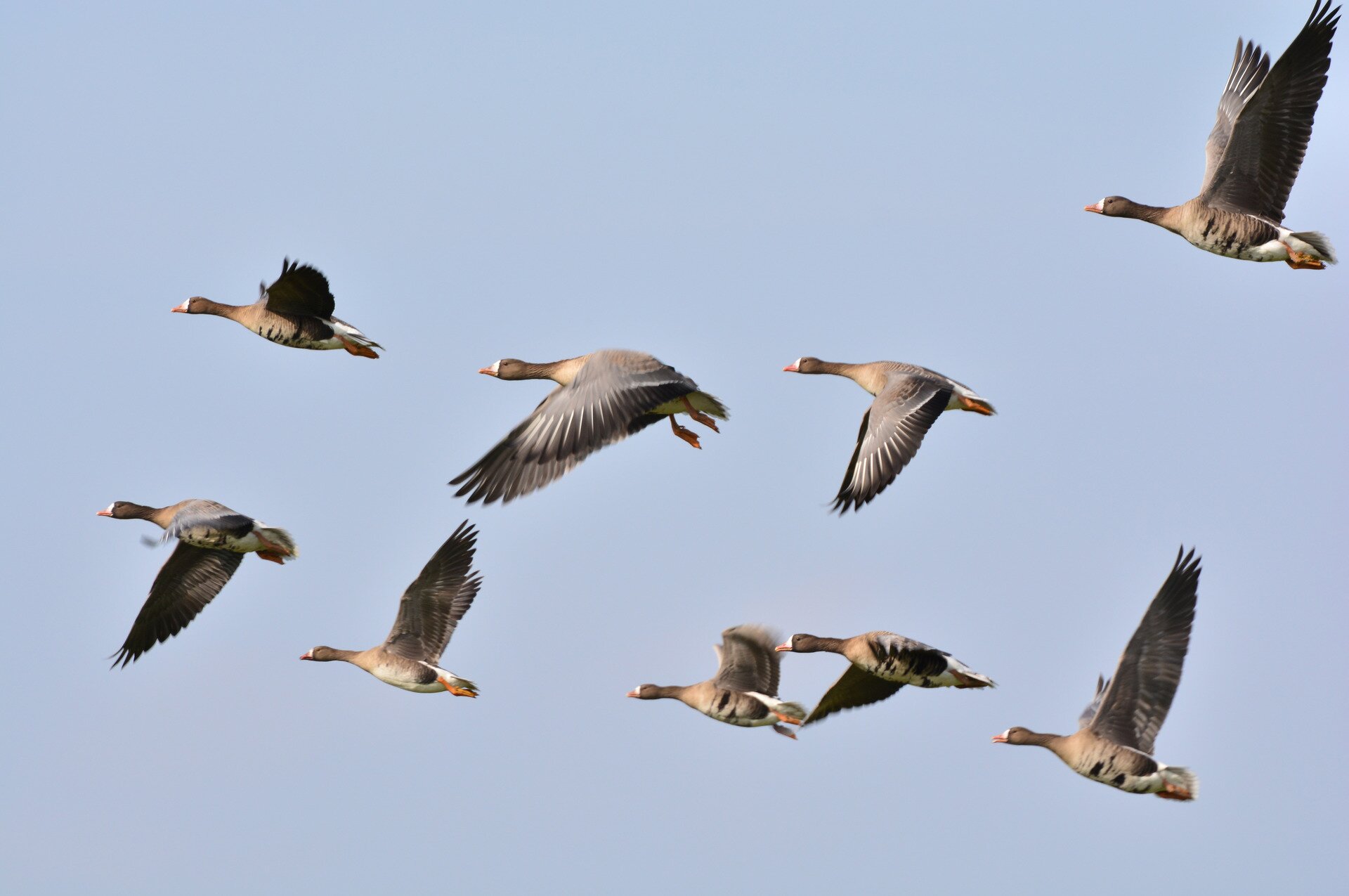 Zdjęcie przedstawia klucz gęsi na tle nieba.