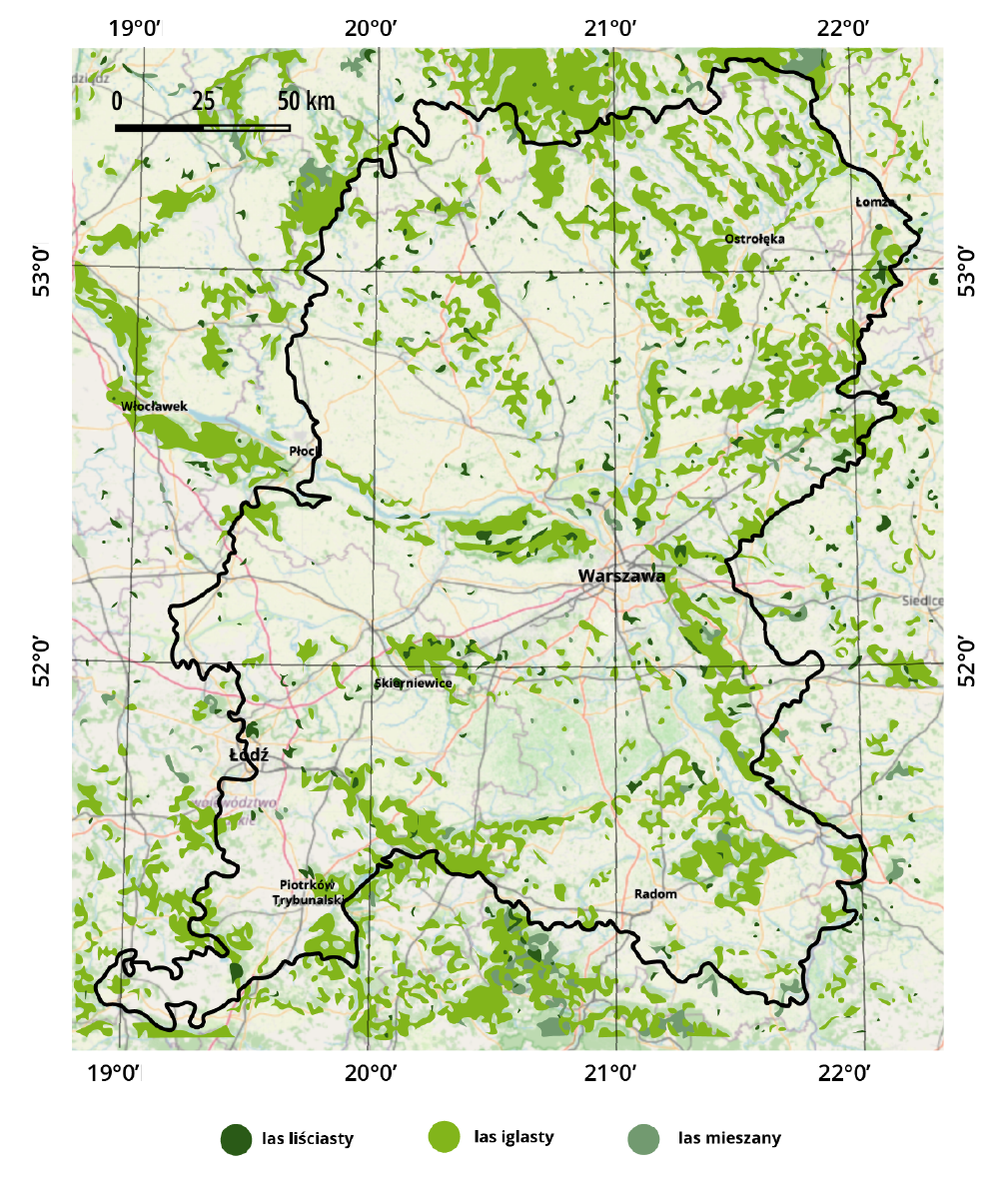 Ilustracja przedstawia mapę położenia lasów na Nizinie Mazowieckiej. Na obszarze Niziny Mazowieckiej przeważają lasy iglaste, występują one na północno‑wschodniej, wschodniej i południowej części oraz w obrębie dolin rzecznych.