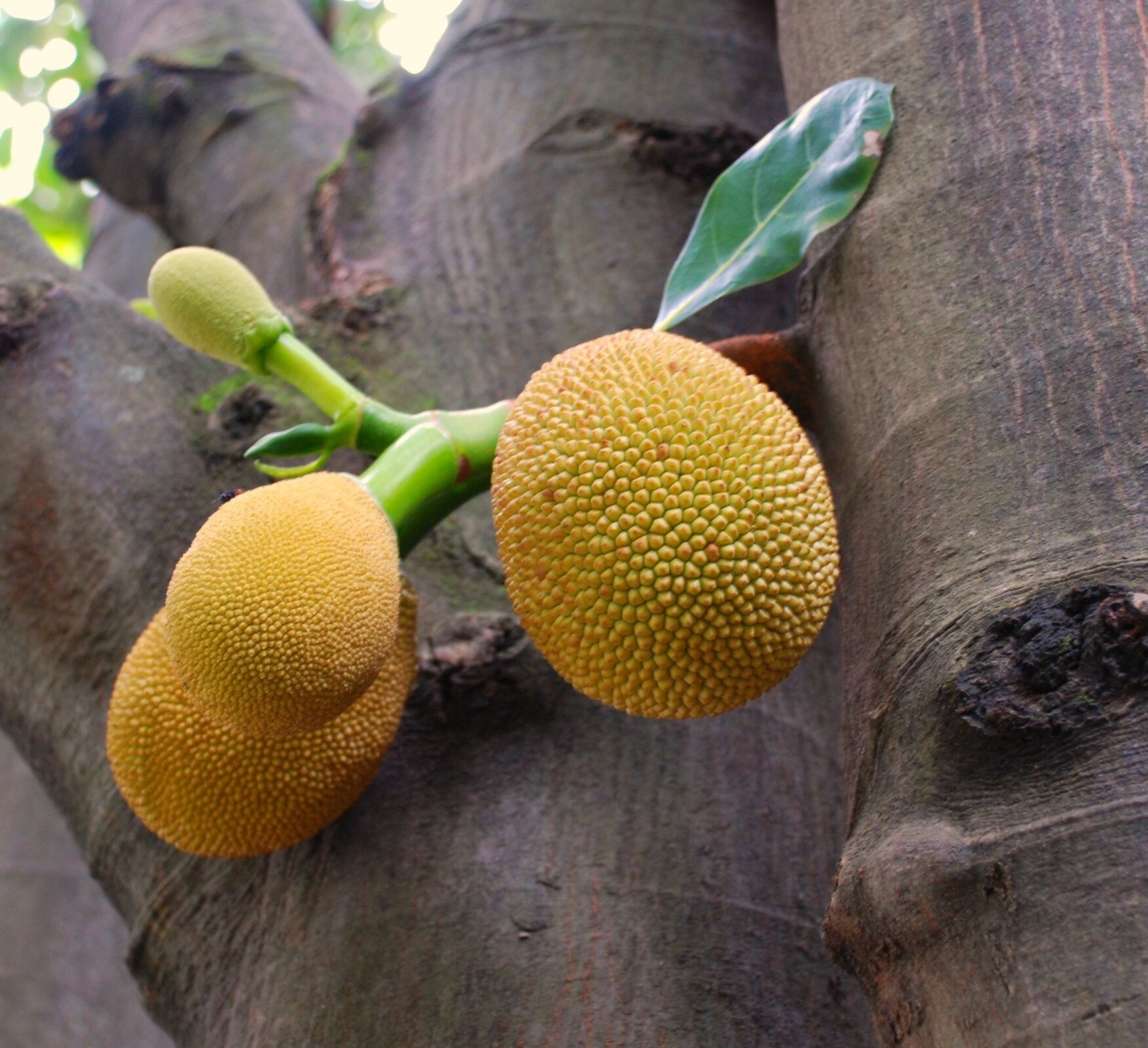 Fotografia z prawej przedstawia trzy brązowożółte, kolczaste owoce, wyrastające z szarego pnia drzewa chlebowego. Nad nimi mały owoc i zielone liście.