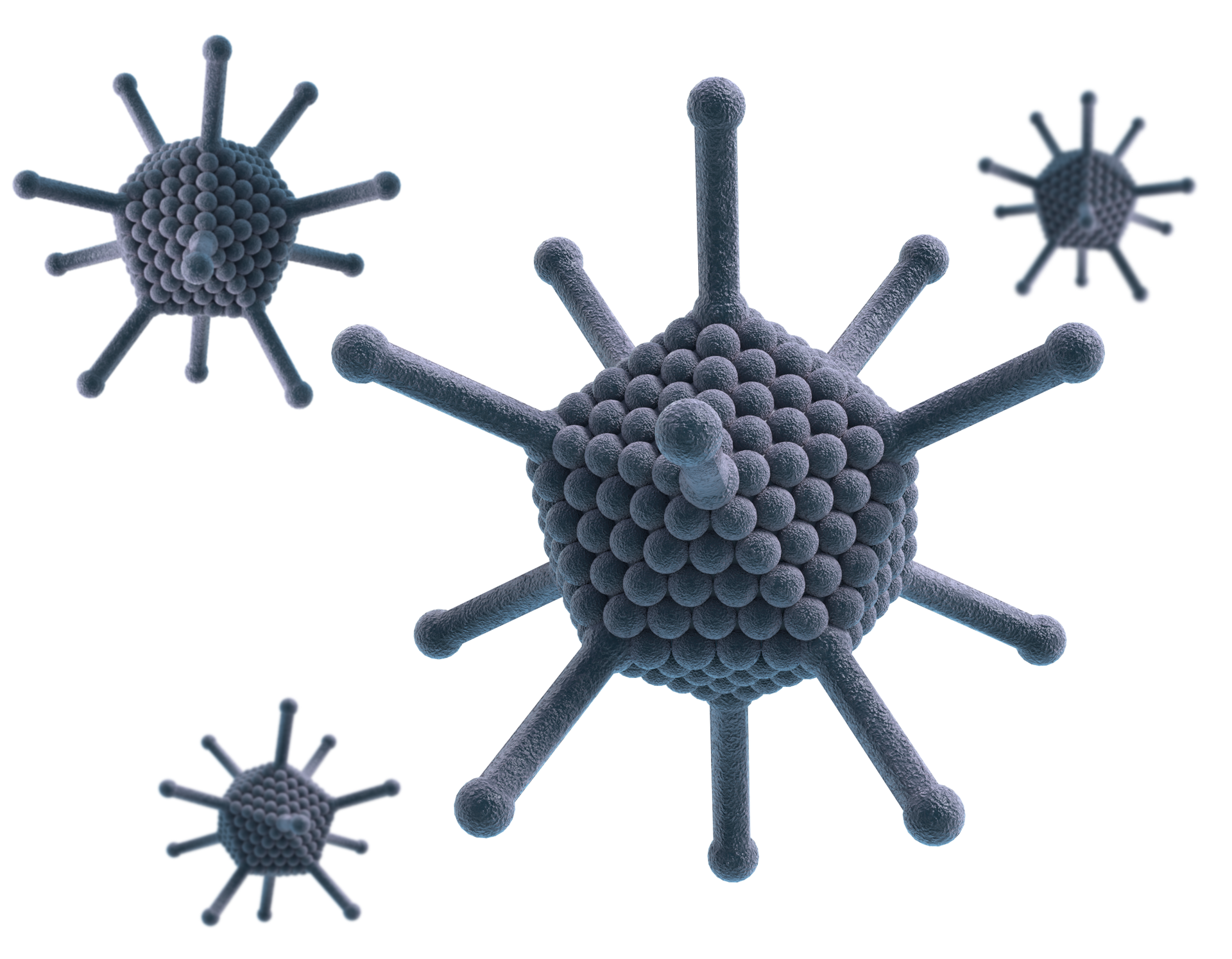 Na ilustracji widoczne są pojedyncze adenowirusy przypominające zaokrąglone wieloboki składające się z małych kulek. Wyrastają z nich we wszystkich kierunkach pojedyncze pałkowate wypustki zwieńczone kulkami.