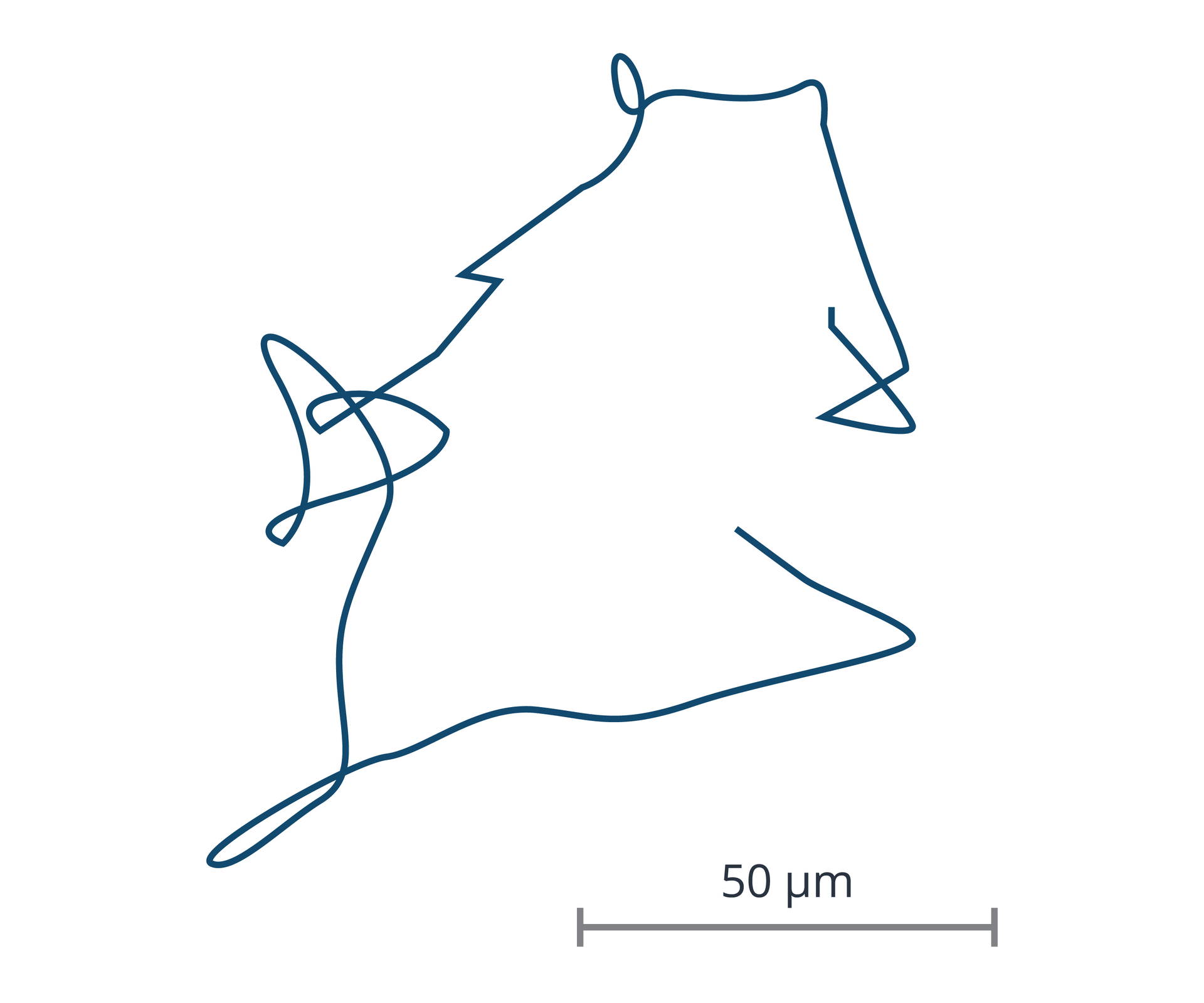 Ilustracja przedstawia tor ruchu bakterii E‑coli. Tło białe. Tor zaznaczony granatową linią. Linia krzywa, w niektórych miejscach łamana. Kilkukrotnie przecinająca się. W prawym dolnym rogu naniesiona skala. Długość skali odpowiada jednej trzeciej szerokości ilustracji. Pod skalą napis: „50 µm”.