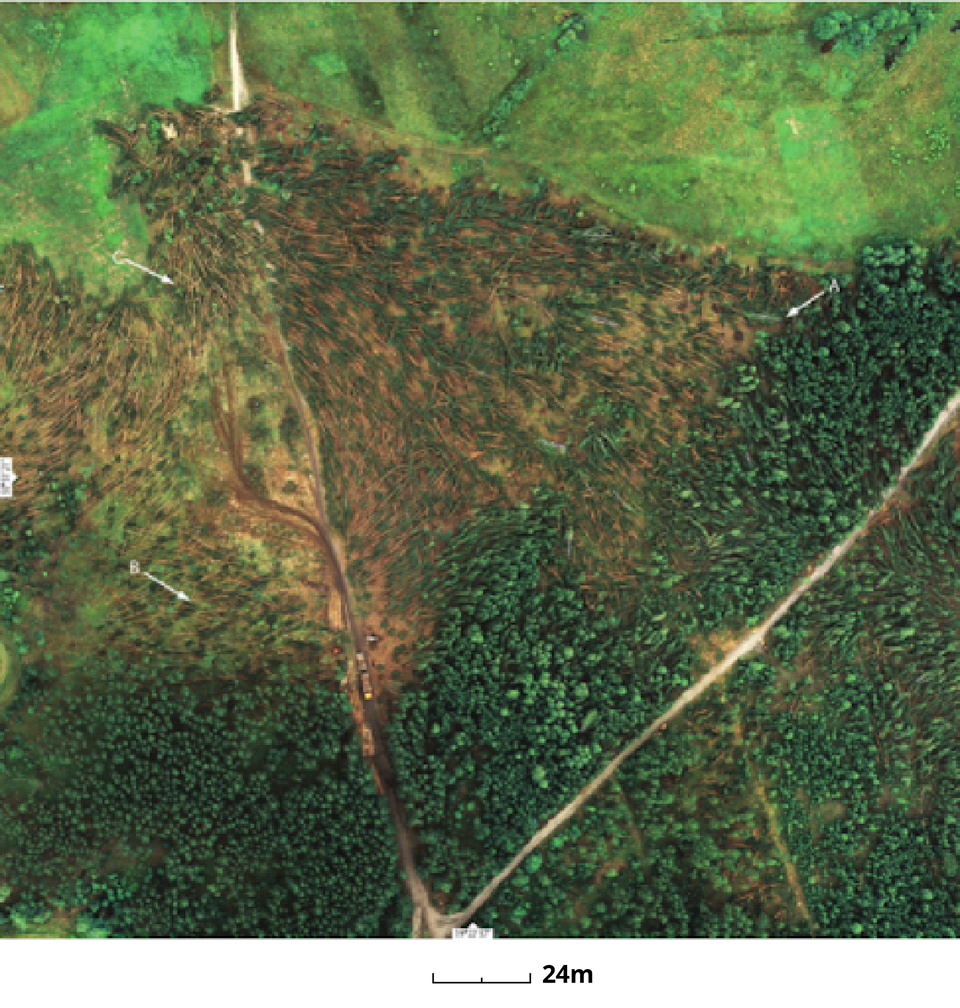 Zdjęcie satelitarne przedstawia zbliżenie na wiatrołomy, czyli drzewa połamane silnym wiatrem w Skrzydłowie. Na zdjęciu strzałkami i literami oznaczono elementy opisane w tekście powyżej zdjęcia. Literą A oznaczono kilka jasnych pni brzóz z korzeniami, a literami B i C przykłady wielokierunkowego ułożenie wiatrołomów. 