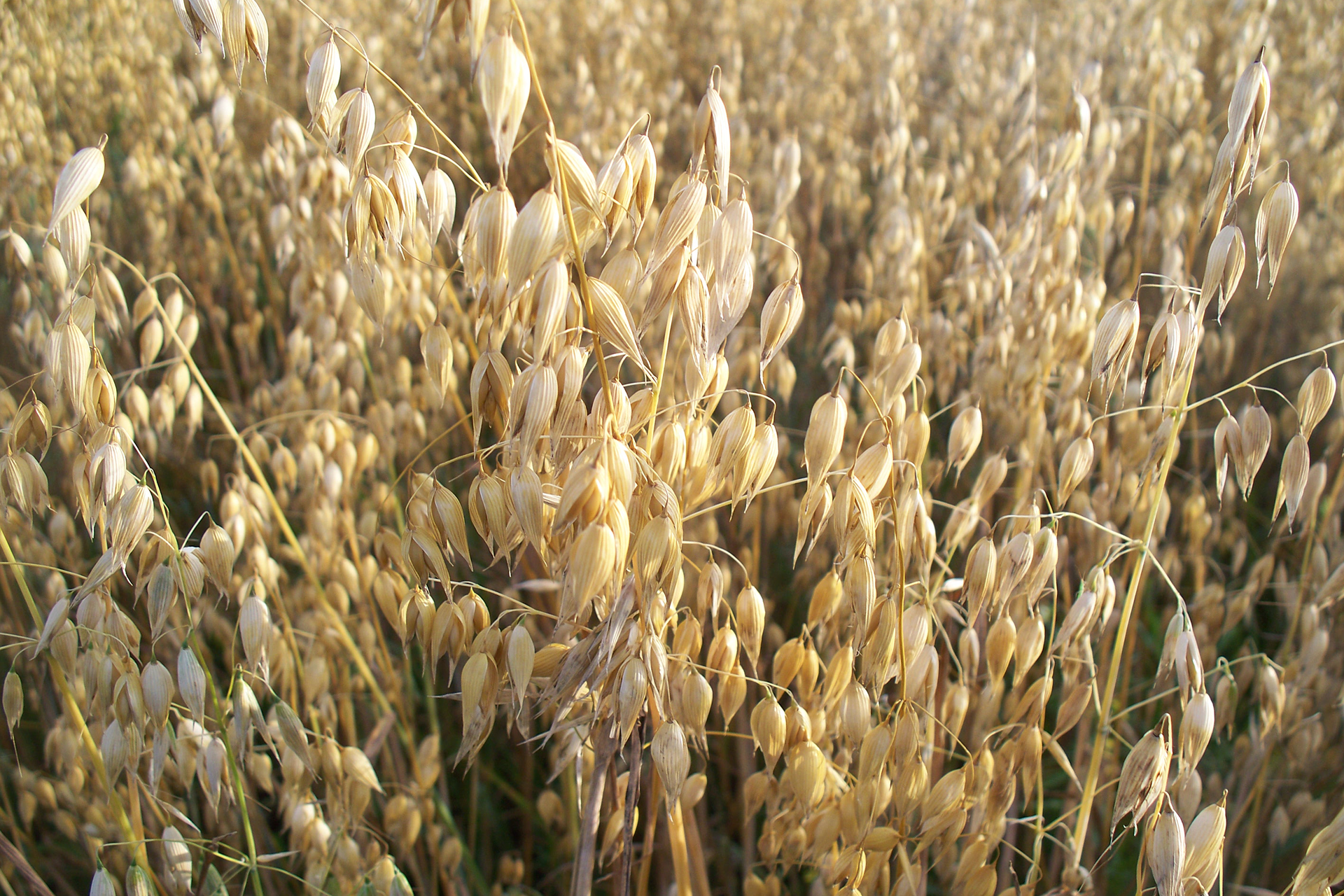 Wiecha owsa. Widoczna roślina z ziarnami umieszczonymi na końcach odgałęzień wyrastających z łodygi. Ziarna zwisają po 2–3 na krótkich łodyżkach.