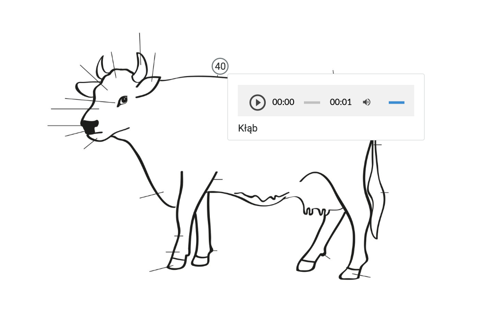 Grafika przedstawia zbliżenie na ilustrację znajdującą się w atlasie interaktywnym. Jest to grafika przedstawiająca krowę. Od jednego z elementów odchodzi wskaźnik zakończony cyfrą czterdzieści. Obok cyfry umieszczono prostokąt z nazwą wskazanej części ciała krowy.