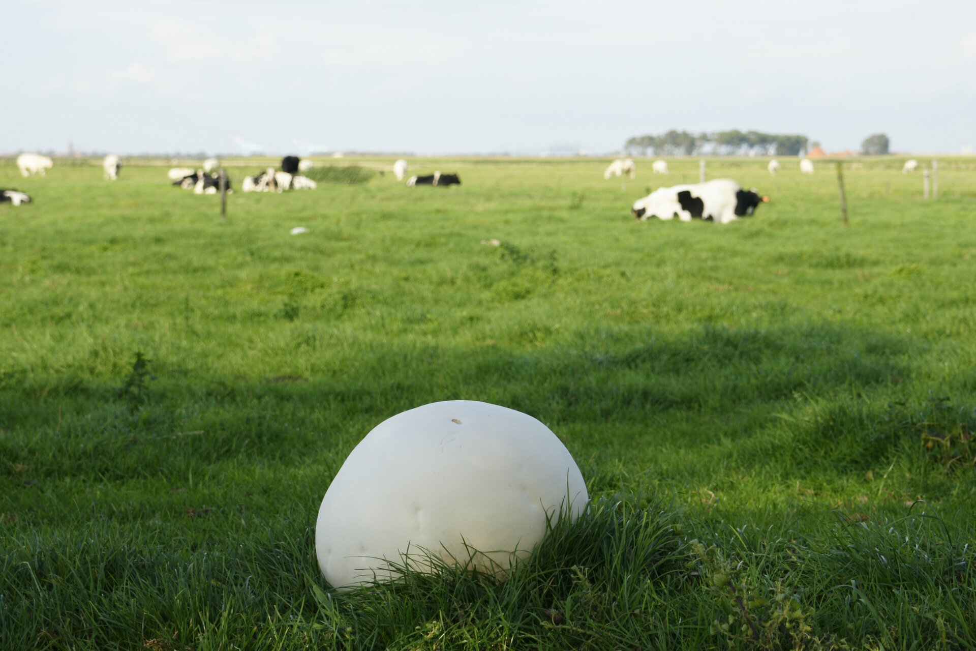 Fotografia przedstawia zieloną łąkę, na której pasą się krowy. Na pierwszym planie w trawie znajduje się biały, wielki owocnik grzyba czasznicy olbrzymiej, przypominający kamień.
