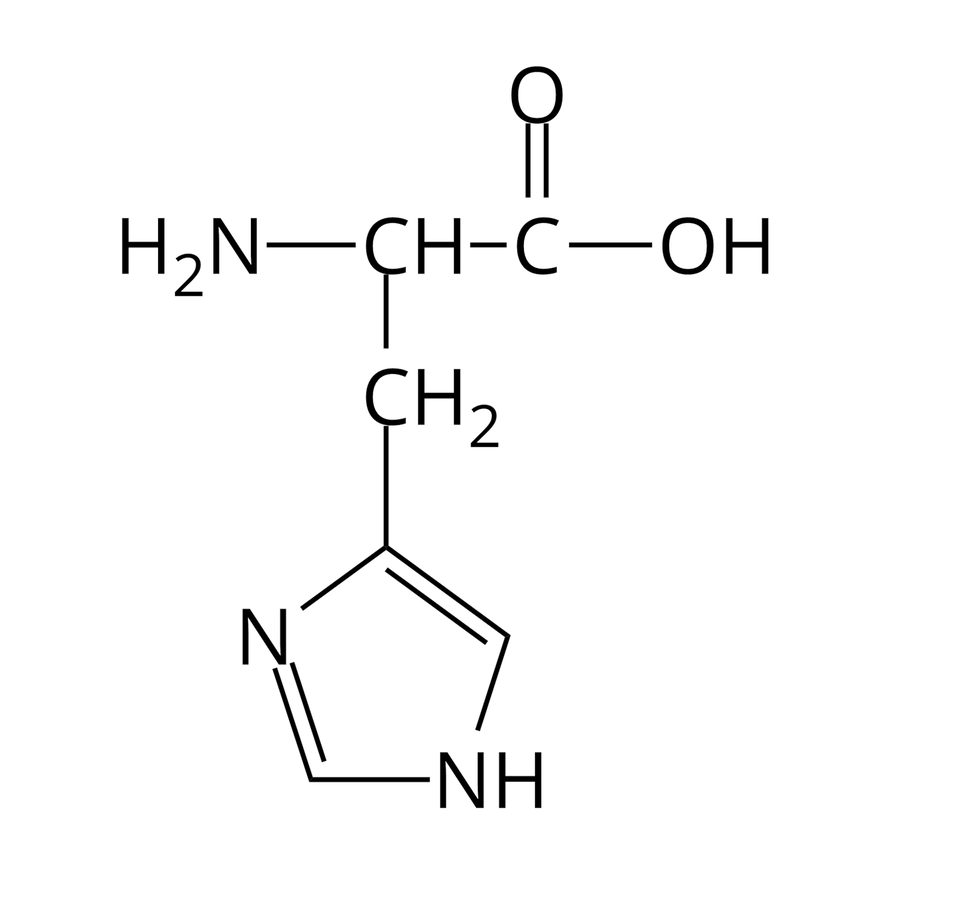 Wzór półstrukturalny histydyny. Do grupy H indeks dolny, dwa, koniec indeksu dolnego, N z prawej strony przyłączona jest grupa C H. Od niej odchodzą dwa wiązania pojedyncze. Pierwsze skierowane jest w prawo do atomu węgla. Od niego odchodzą dwa wiązania: podwójne w górę, prowadzące do atomu tlenu i pojedyncze w prawo do grupy O H. Drugie wiązanie odchodzące od grupy C H skierowane jest w dół i łączy się z grupą C H indeks dolny, dwa, koniec indeksu dolnego, od której odchodzi pojedyncze wiązanie w dół do pierścienia imidazolowego, zbudowanego z pięcioczłonowego, płaskiego pierścienia o charakterze aromatycznym zawierającego dwa atomy azotu.