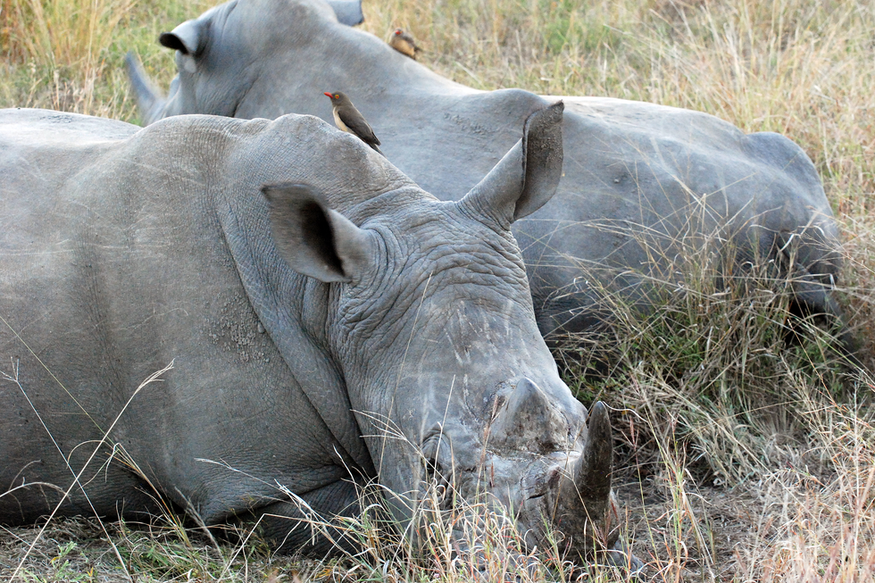 Fotografia przedstawia dwa nosorożce leżące na suchej trawie sawanny. Jeden leży głową zwróconą w stronę odbiorcy, drugi leży za nim, tyłem, z głową w przeciwnym kierunku. Nosorożce leżą spokojnie. Na grzbietach nosorożców siedzą bąkojady polujące na pasożyty, bytujące na skórze nosorożców.