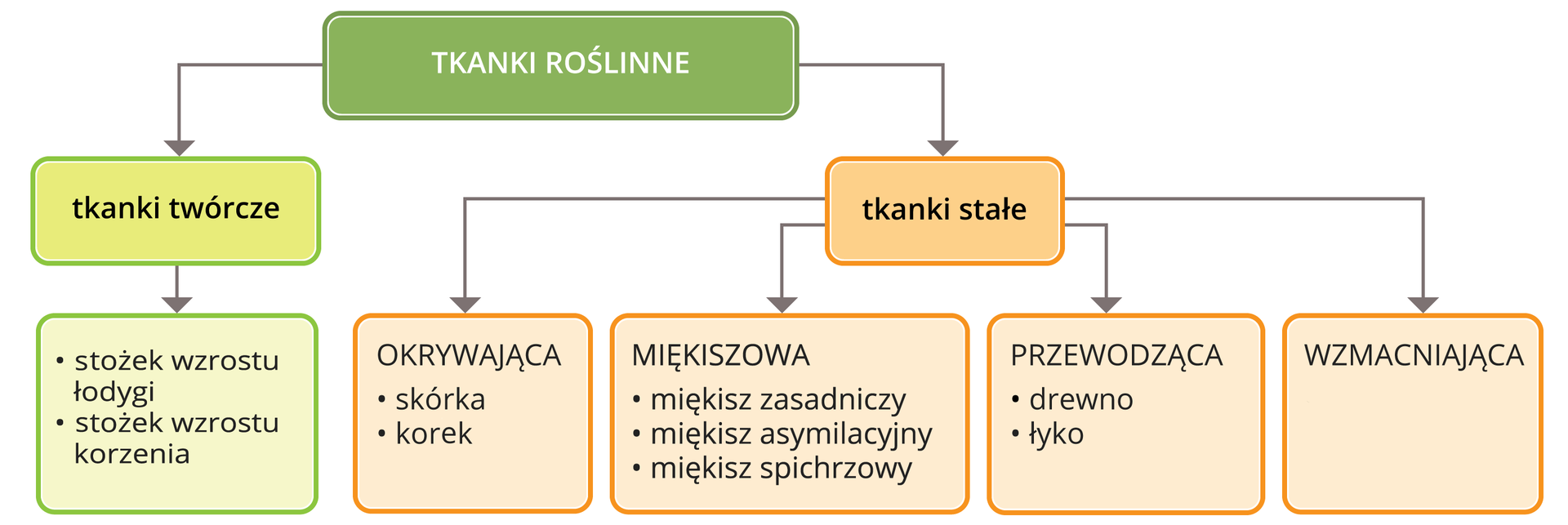 Ilustracja przedstawia podział tkanek roślinnych w postaci schematu blokowego. Tkanki roślinne rozdzielone są na tkanki twórcze i tkanki stałe. Wśród tkanek twórczych wyszczególnione są stożek wzrostu łodygi i stożek wzrostu korzenia. Tkanki stałe dzielą się natomiast na tkankę okrywającą (skórkę i korek), miękiszową (miękisz zasadniczy, asymilacyjny, spichrzowy), przewodzącą (drewno i łyko) i wzmacniającą.