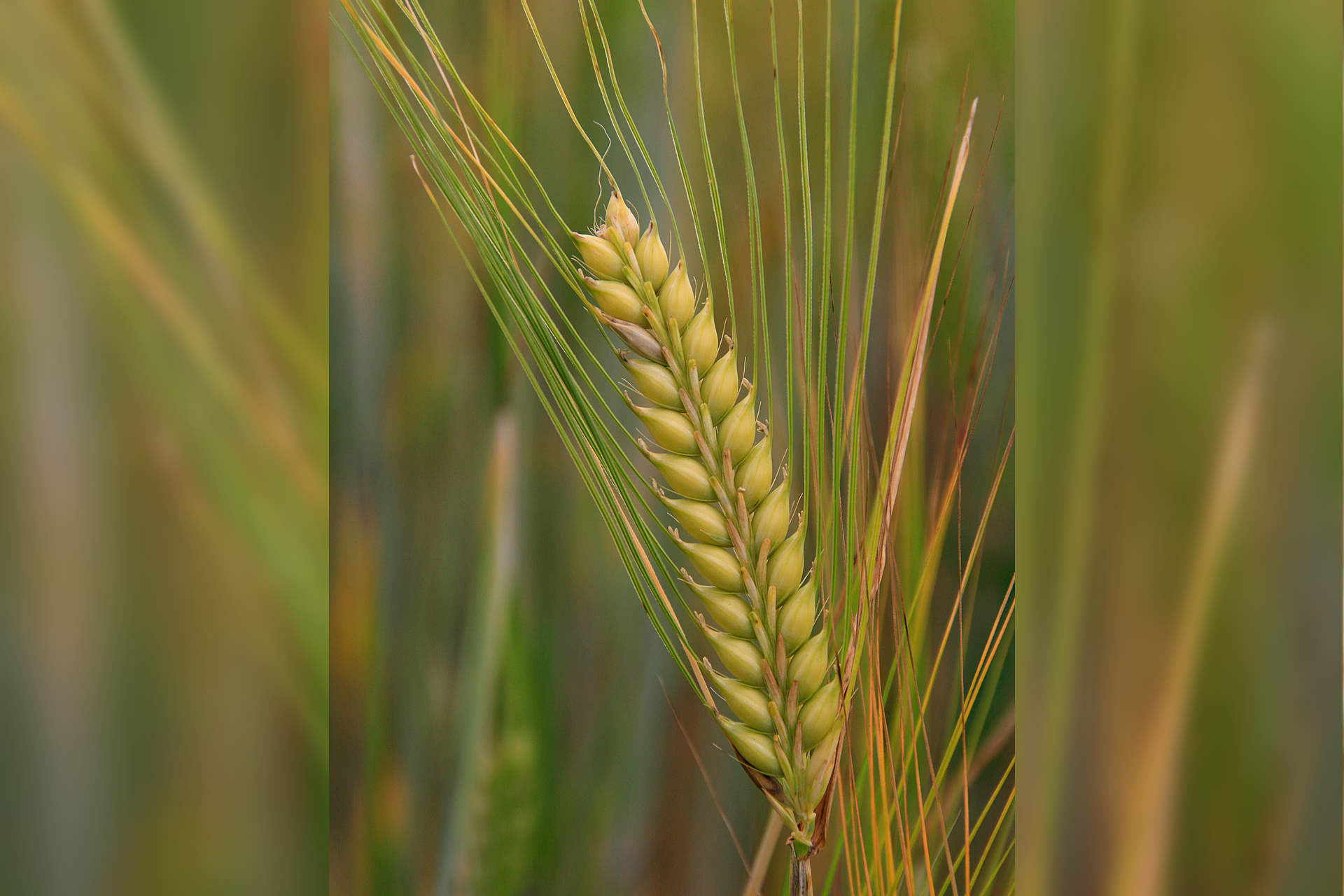 Kłos jęczmienia. Widać kłos, którego ziarna są ułożone luźno, są wydłużone i mają długie ości.