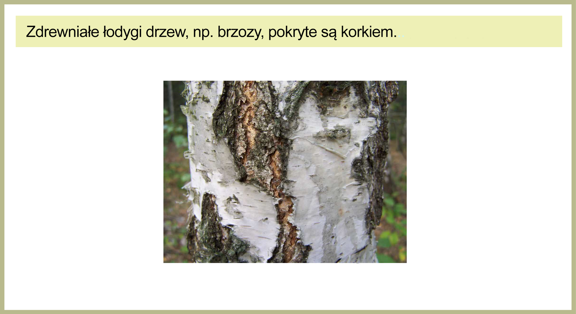 Ilustracja przedstawia pień brzozy. Kora jest biało‑czarna, miejscami popękana. Nad zdjęciem widać tekst: Zdrewniałe łodygi drzew, na przykład brzozy, pokryte są korkiem.