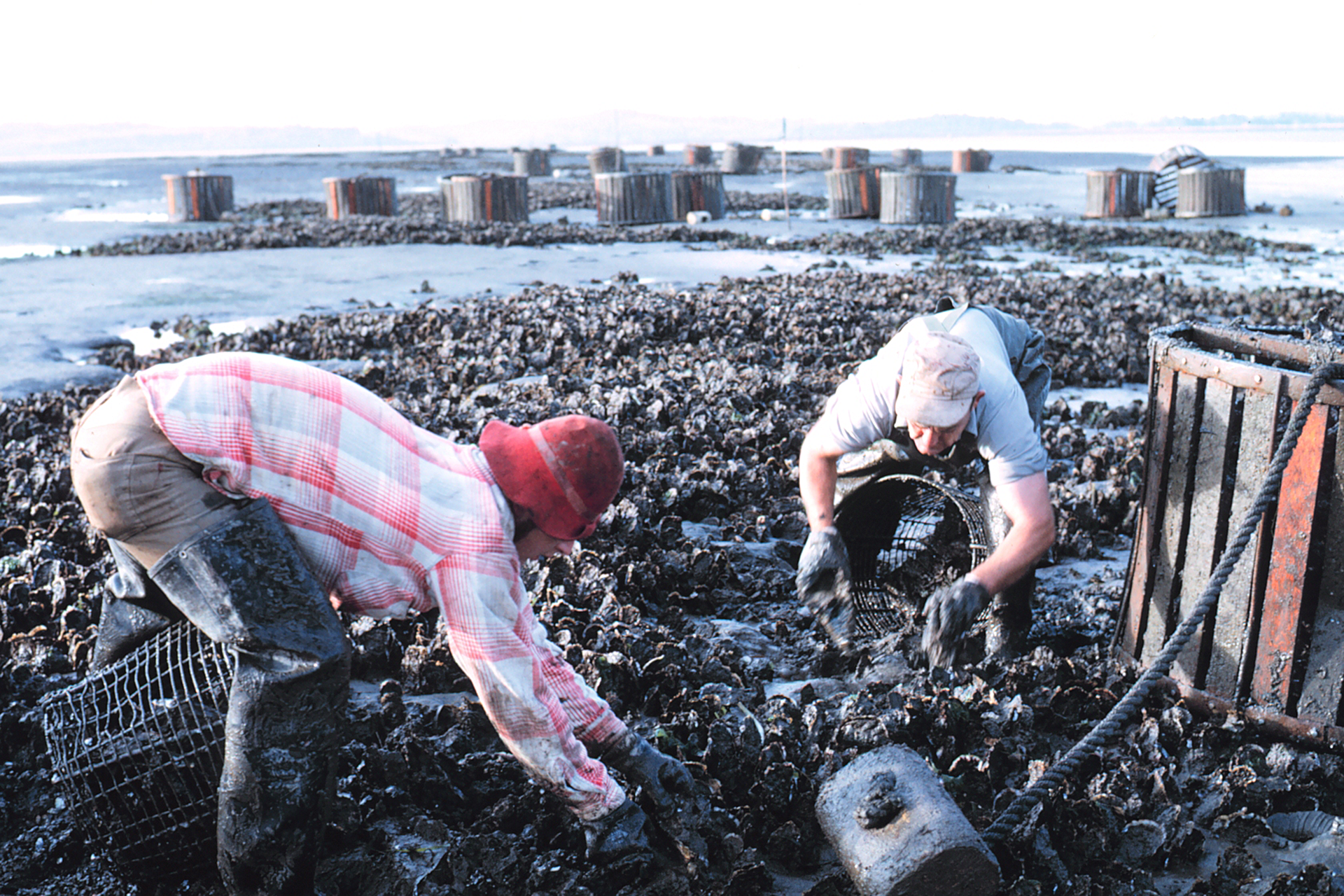 Fotografia przedstawia dwie osoby na atlantyckiej plaży. Do drucianych koszy zgarniają czarne małże, leżące grubą warstwą. Małże są przeznaczone do konsumpcji. Obok i z tyłu znajdują się drewniane skrzynki.