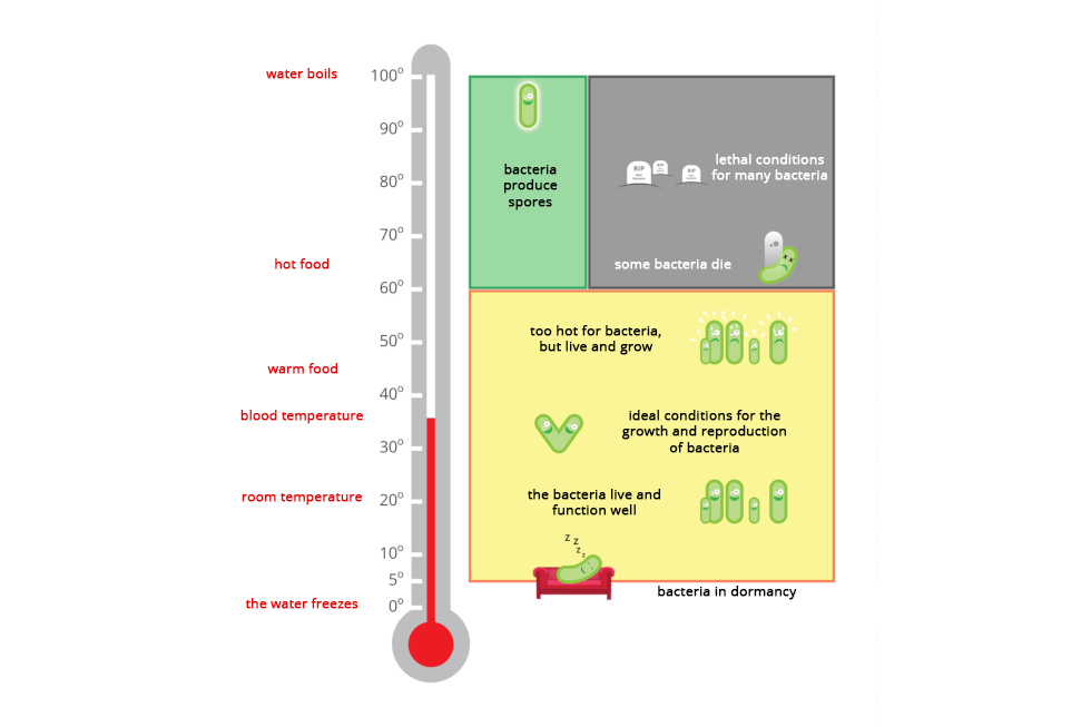 Ilustracja przedstawia z lewej strony szary termometr z podziałka od zera do stu stopni Celsjusza. Z boku na czerwono opisano zjawiska, zachodzące w danej temperaturze. Czerwony kolor w termometrze wskazuje temperaturę około trzydziestu sześciu stopni, czyli temperaturę ludzkiej krwi. Po prawej znajdują się trzy prostokąty. Dwa górne obejmują zakres temperatury od 60 do 100 stopni. Niebieski prostokąt z rysunkiem jednej bakterii oznacza, że niektóre bakterie w tej temperaturze wytwarzają przetrwalniki. Obok w szarym prostokącie ukazano trzy jaśniejsze nagrobki. Temperatura powyżej 80 stopni jest zabójcza dla wielu bakterii. Przy temperaturze powyżej 60 stopni (na przykład gorące jedzenie) jest rysunek padającej bakterii, co oznacza, że część bakterii ginie. Duży pomarańczowy prostokąt obejmuje temperaturę od 5 do 60 stopni. Temperatura około 55 stopni (ciepłe jedzenie) sprawia, że bakteriom na rysunku jest za gorąco, ale mimo to żyją i rosną. W temperaturze około 36 stopni bakterie dobrze rosną i rozmnażają się. W niższej temperaturze bakterie nadal mogą żyć i dobrze funkcjonować. W temperaturze pięciu stopni bakterie przechodzą w stan uśpienia; na rysunku bakteria chrapie na kanapie. 