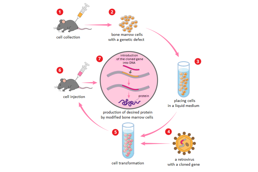 Grafika przedstawia przebieg terapii genowej. Na grafice zamieszczono opisy: 1. cell collection, 2. bone marrow cells with a genetic defect,  3. placing cells in a liquid medium, 4. a retrovirus with a cloned gene, 5. cell transformation, 6. cell injection, 7. introduction of the cloned gene into DNA, - protein, production of desired protein by modified bone marrow cells.
