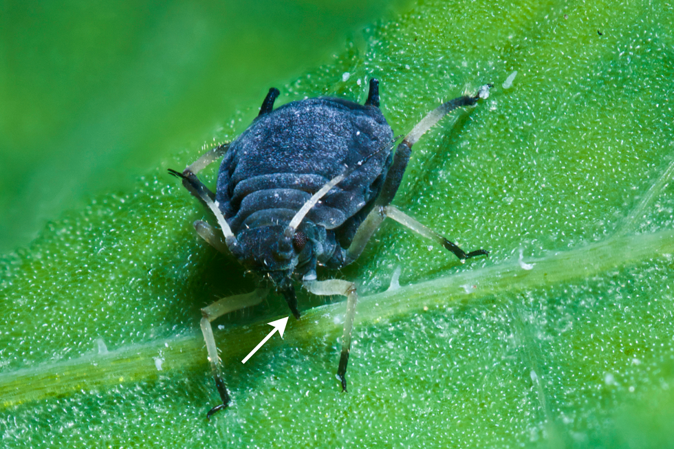 Fotografia przedstawia liść rośliny, na którym siedzi mszyca (Aphid). Mszyca to mały czarny owady o miękkim, delikatnym ciele i błoniastych skrzydłach, często zredukowanych. Ma baryłkowaty odwłok, który składa się z segmentów. Kłujka mszycy wbita jest w liść, aby wyssać sok z rośliny.  