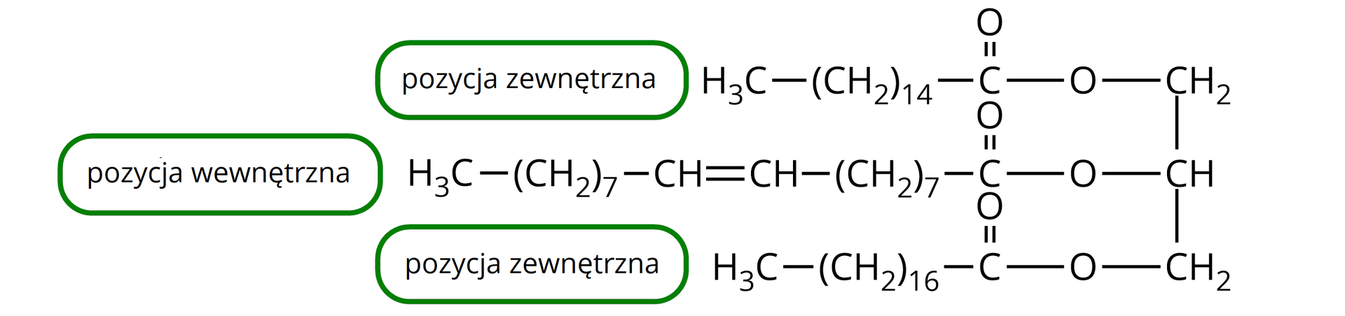 Ilustracja przedstawia wzór półstrukturalny 2-oleilo-1-palmitylo-3-stearynianu glicerolu. Łańcuch w pionie łączy grupę metylenową z grupą CH, która łączy się z kolejną grupą metylenową. Od każdej z grup biegnie wiązanie w lewo do grupy COO. W pierwszym szeregu łączy się ona z grupą metylenową czternaście razy wziętą, która łączy się w prawo wiązaniem pojedynczym z grupą metylową. Przy szeregu jest napis: pozycja zewnętrzna. W drugim szeregu COO łączy się z grupą metylenową siedem razy wziętą połączoną wiązaniem pojedynczym z CH, które łączy się wiązaniem podwójnym z kolejnym CH. Łączy się on wiązaniem pojedynczym z grupą metylową siedem razy wziętą połączoną wiązaniem pojedynczym z grupą metylową. Przy szeregu jest napis: pozycja wewnętrzna. W ostatnim szeregu grupa COO łączy się z grupą metylenową 16 razy wziętą. Łączy się ona z grupą metylową. Przy szeregu jest napis: pozycja zewnętrzna.