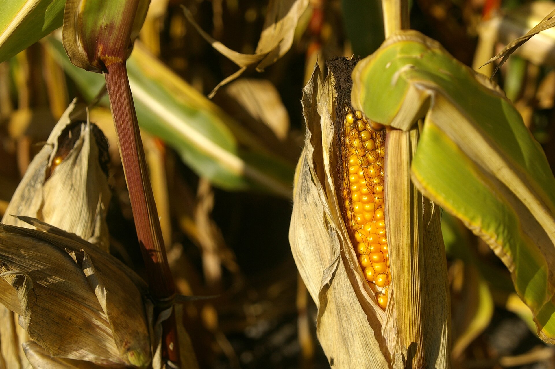 Kukurydza. Widoczna jest kolba kukurydzy z dojrzałymi, żółtymi nasionami. Są jasnożółte, gęsto ułożone, błyszczące.