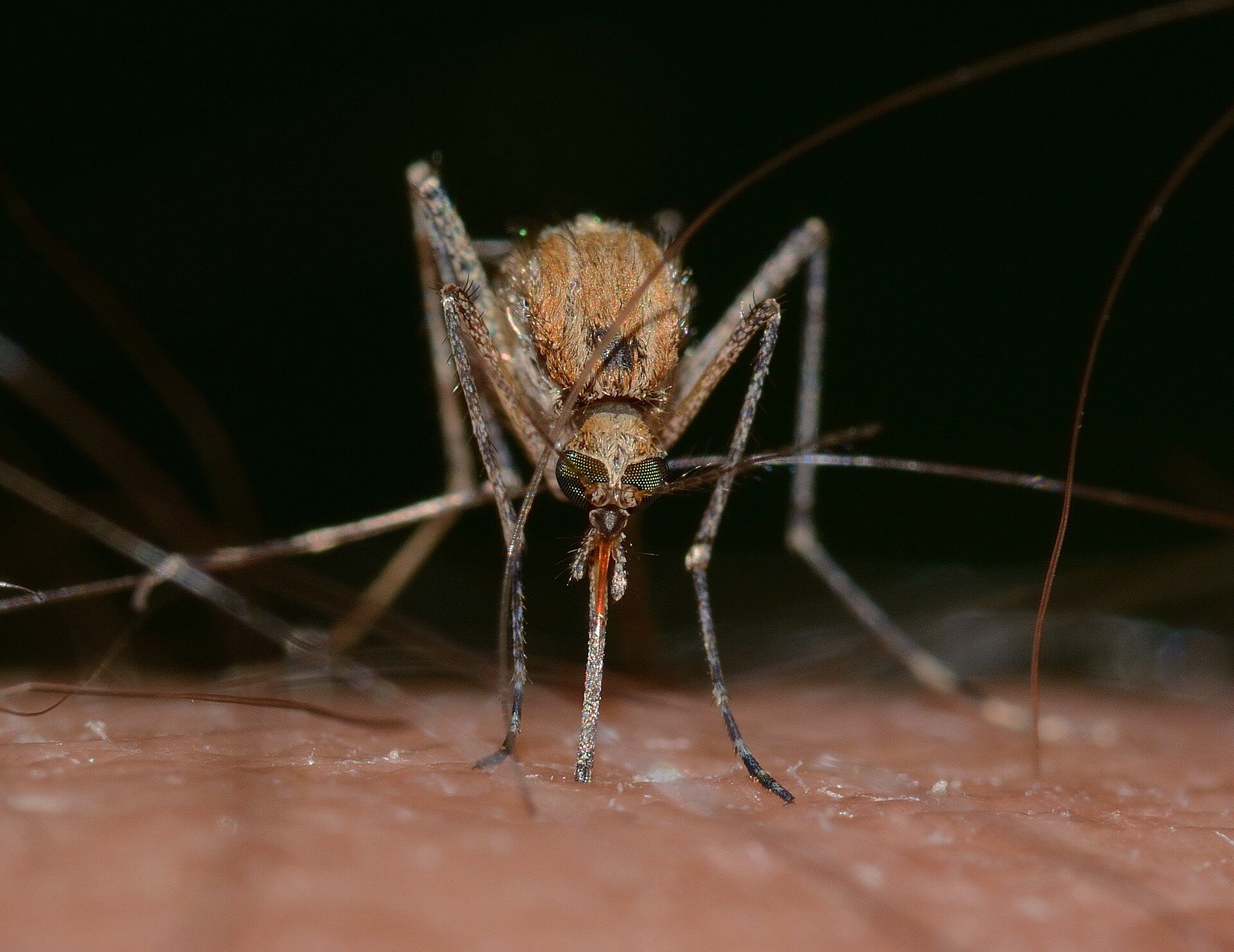 Zdjęcie przedstawia komara pospolitego spoczywającego na skórze. Jego podłużny, prosty aparat gębowy przebija powierzchnię na której owad stoi.  