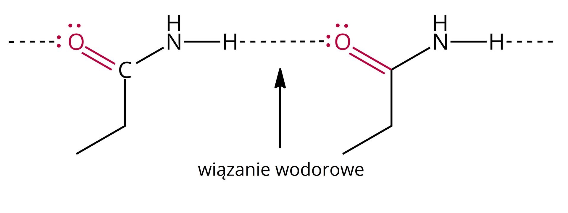 Ilustracja przedstawiająca schematycznie wiązanie wodorowe występujące pomiędzy atomem wodoru grupy NH2 połączonej z atomem węgla związanym z grupą etylową oraz za pomocą wiązania podwójnego z atomem tlenu a atomem tlenu należącym do drugiej analogicznej struktury, to jest zbudowanej z atomu węgla połączonego z grupą etylową, grupą aminową NH2 oraz za pomocą wiązania podwójnego z atomem tlenu. 