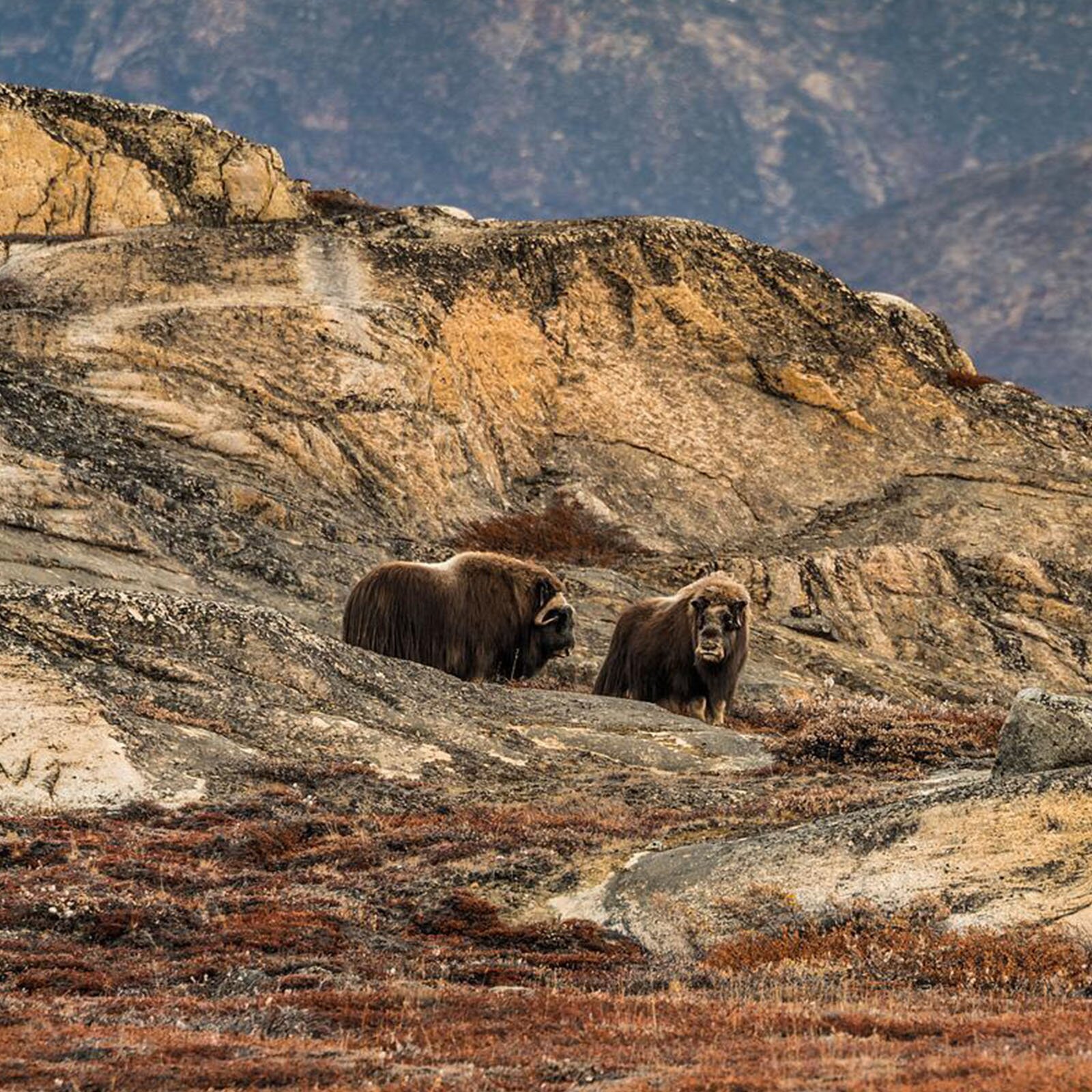Zdjęcie przedstawia dwa woły piżmowe. Widoczne są zwierzęta o masywnej budowie ciała, gęsto porośnięte brązową, długą sierścią. Woły piżmowe widoczne są na skalistym stoku. W tle widoczne są skały..