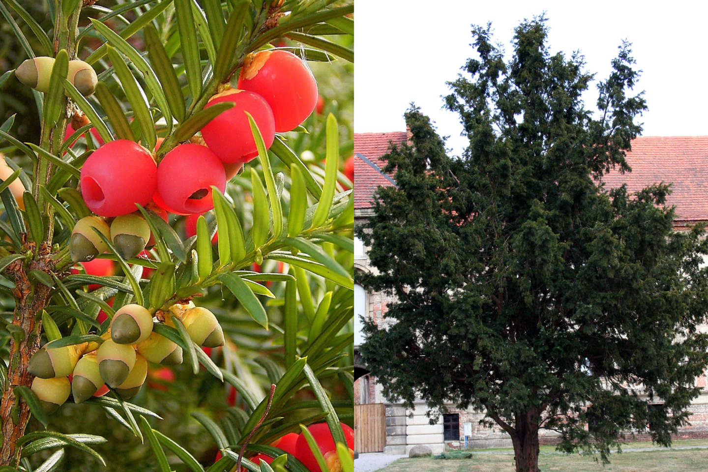 Grafika przedstawia kolaż z dwóch zdjęć. Na fotografii po lewej stronie widoczny jest pęd cisa pospolitego z płaskimi, pojedynczymi igłami. Na gałązkach są też liczne szyszkojagody, wyrastające między igłami. Niedojrzałe są beżowe z ciemnym, ostrym zakończeniem. Dojrzałe są różowe z ciemnym środkiem. Po prawej fotografia przedstawia pojedyncze drzewo na tle zabudowań.